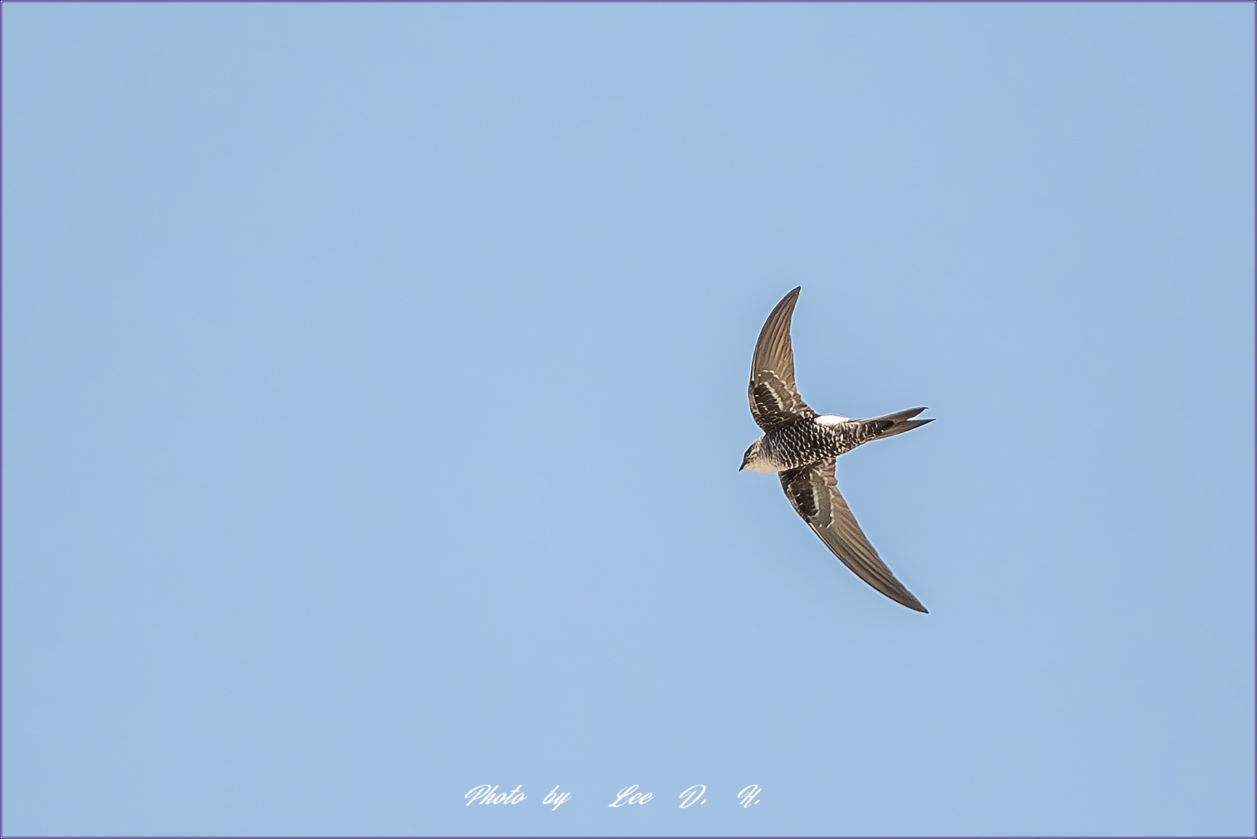 PHOTO BY  | NIKON D500 | 2024:05:04 12:10:27 | ISO-800 | 1/4000 sec | f 5.6 | 500 mm | EV=0.7 | ● WIDTH:1800 pixels  HEIGHT:1200 pixels