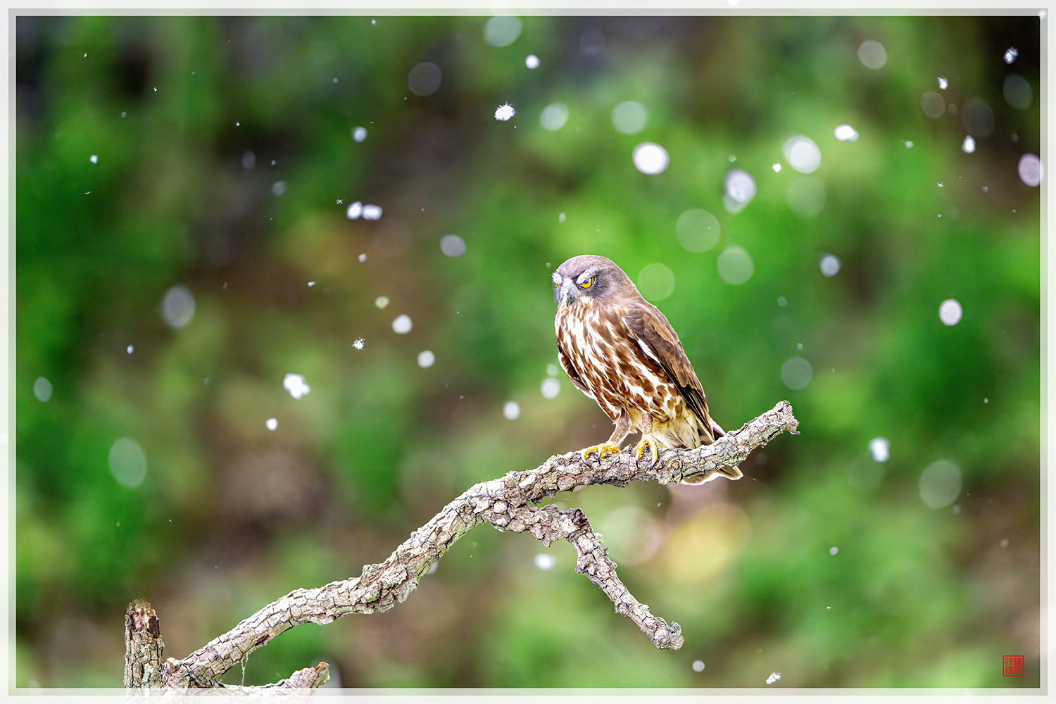 PHOTO BY  | NIKON Z 9 | 2024:05:22 13:38:00 | ISO-16000 | 1/1250 sec | f 4.5 | 600 mm | EV=1 | ● WIDTH:1500 pixels  HEIGHT:1000 pixels