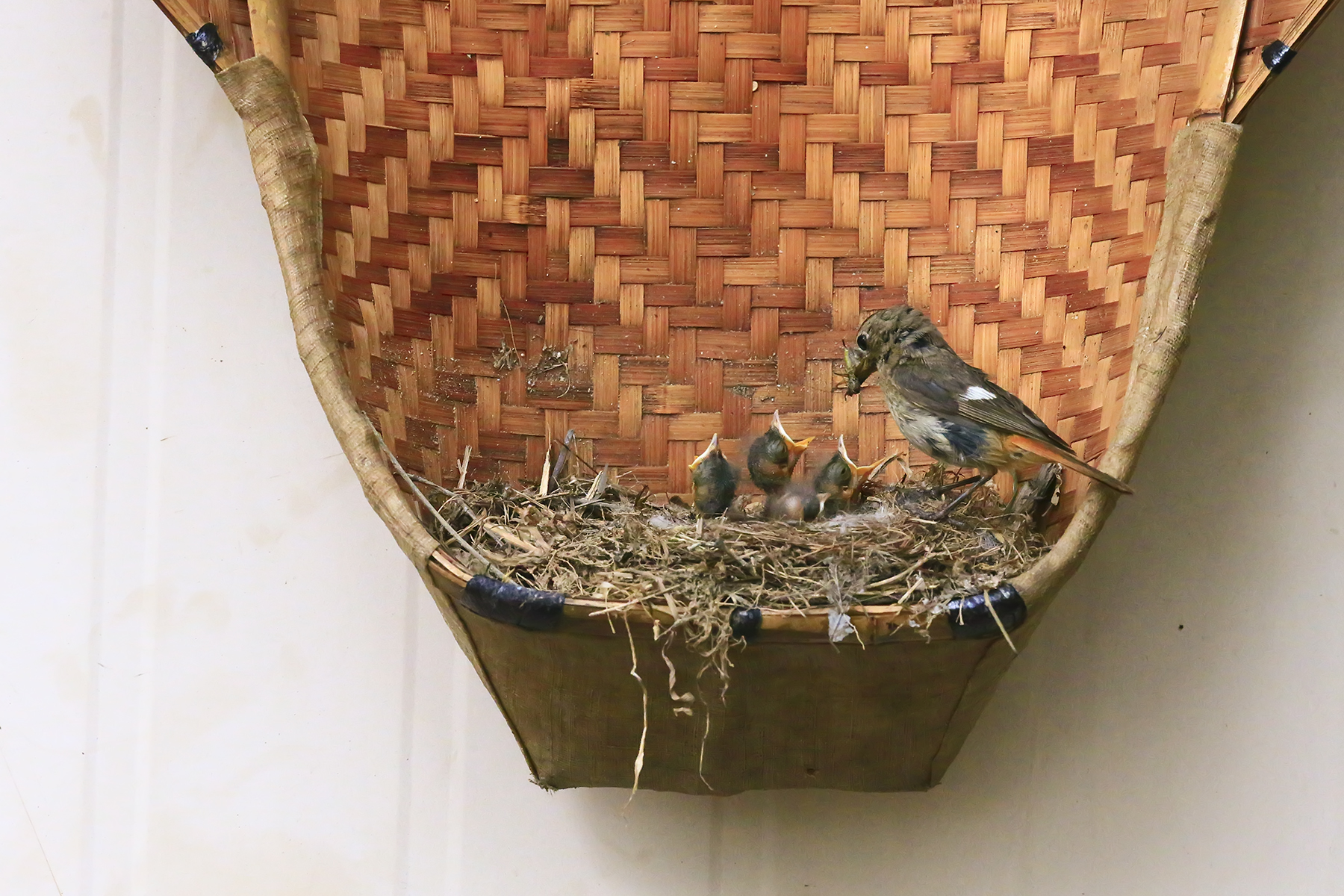 PHOTO BY WO2YA LAB | Canon EOS-1D X Mark II | 2024:05:16 09:09:52 | ISO-3200 | 1/8000 sec | f 7.1 | 285 mm | EV=0 | ● WIDTH:1800 pixels  HEIGHT:1200 pixels