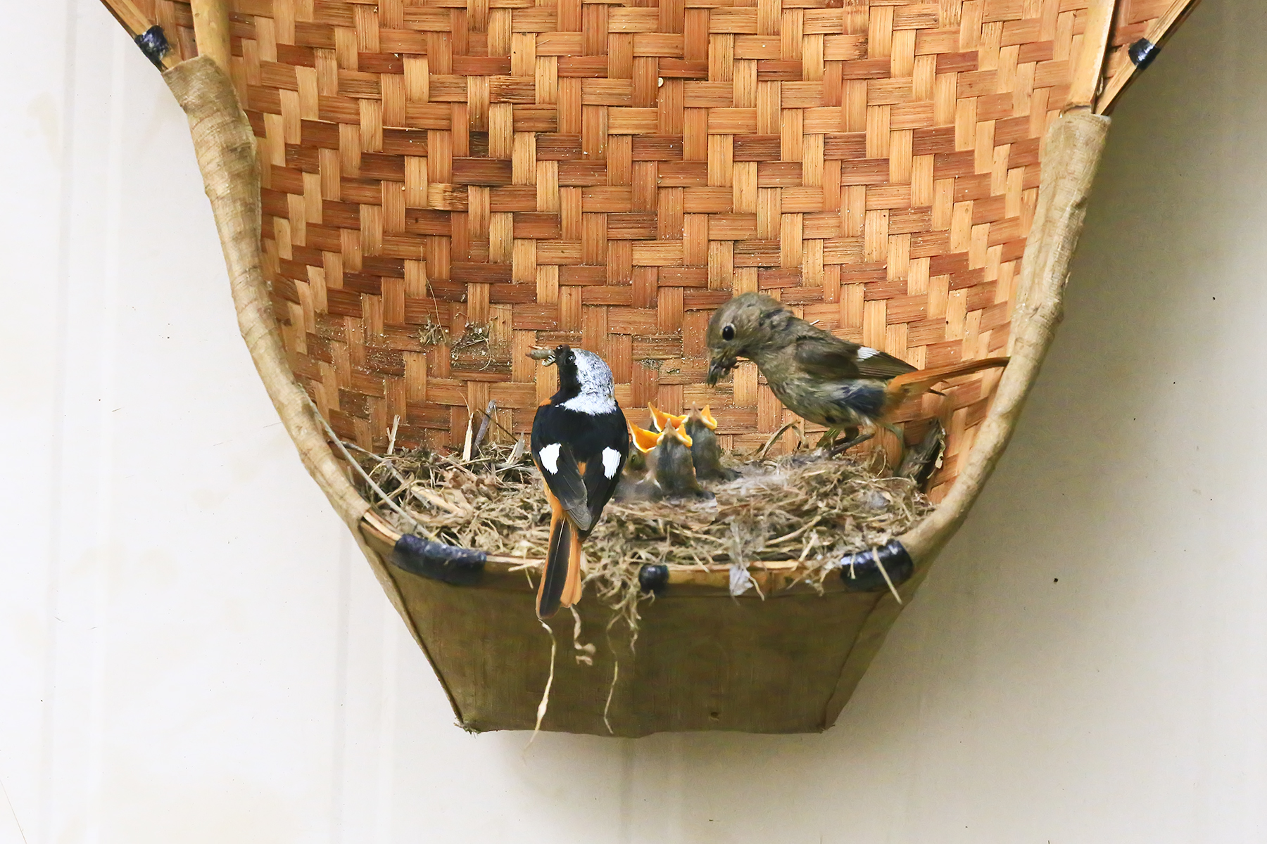 PHOTO BY WO2YA LAB | Canon EOS-1D X Mark II | 2024:05:16 09:09:53 | ISO-3200 | 1/8000 sec | f 7.1 | 285 mm | EV=0 | ● WIDTH:1800 pixels  HEIGHT:1200 pixels