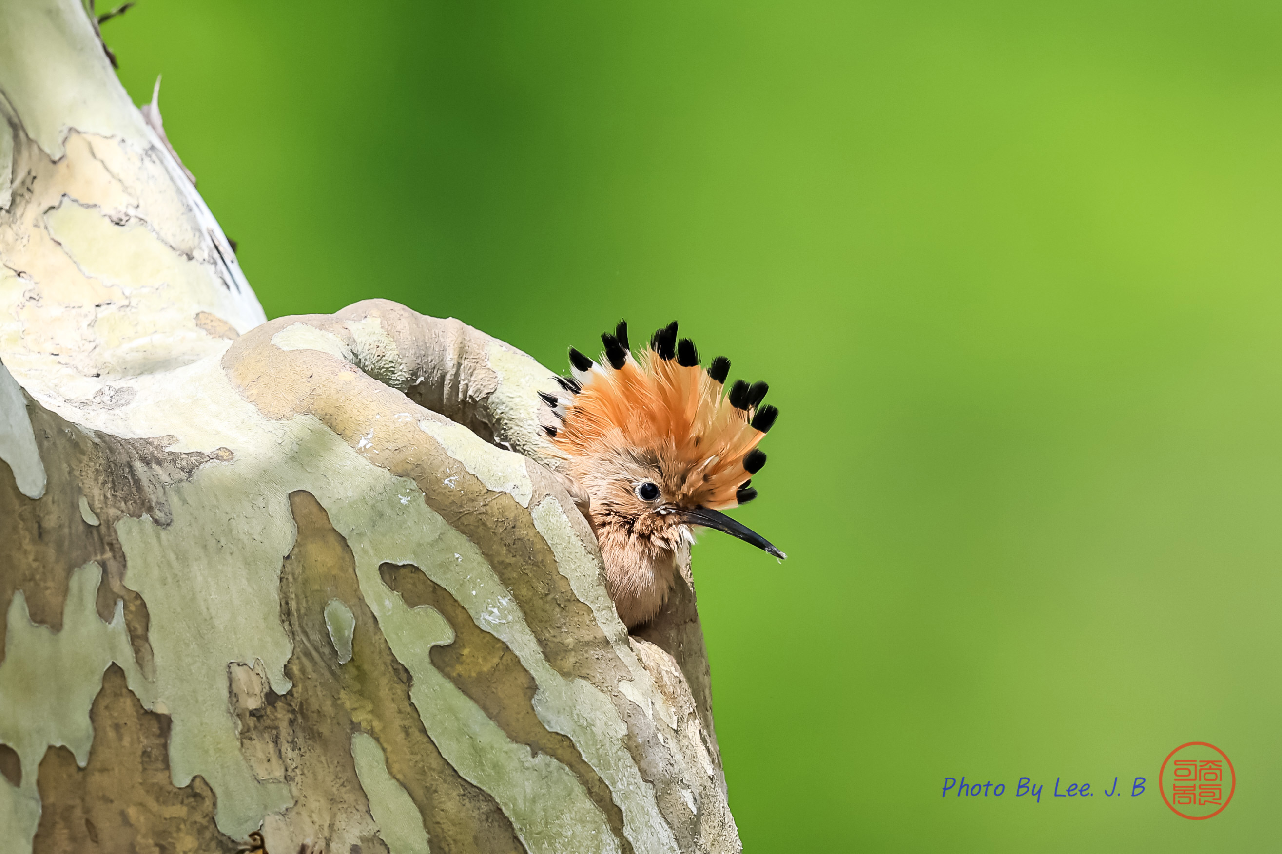 PHOTO BY  | Canon EOS R3 | 2024:05:12 13:04:25 | ISO-1250 | 1/4000 sec | f 5.6 | 840 mm | EV=0 | ● WIDTH:2630 pixels  HEIGHT:1753 pixels