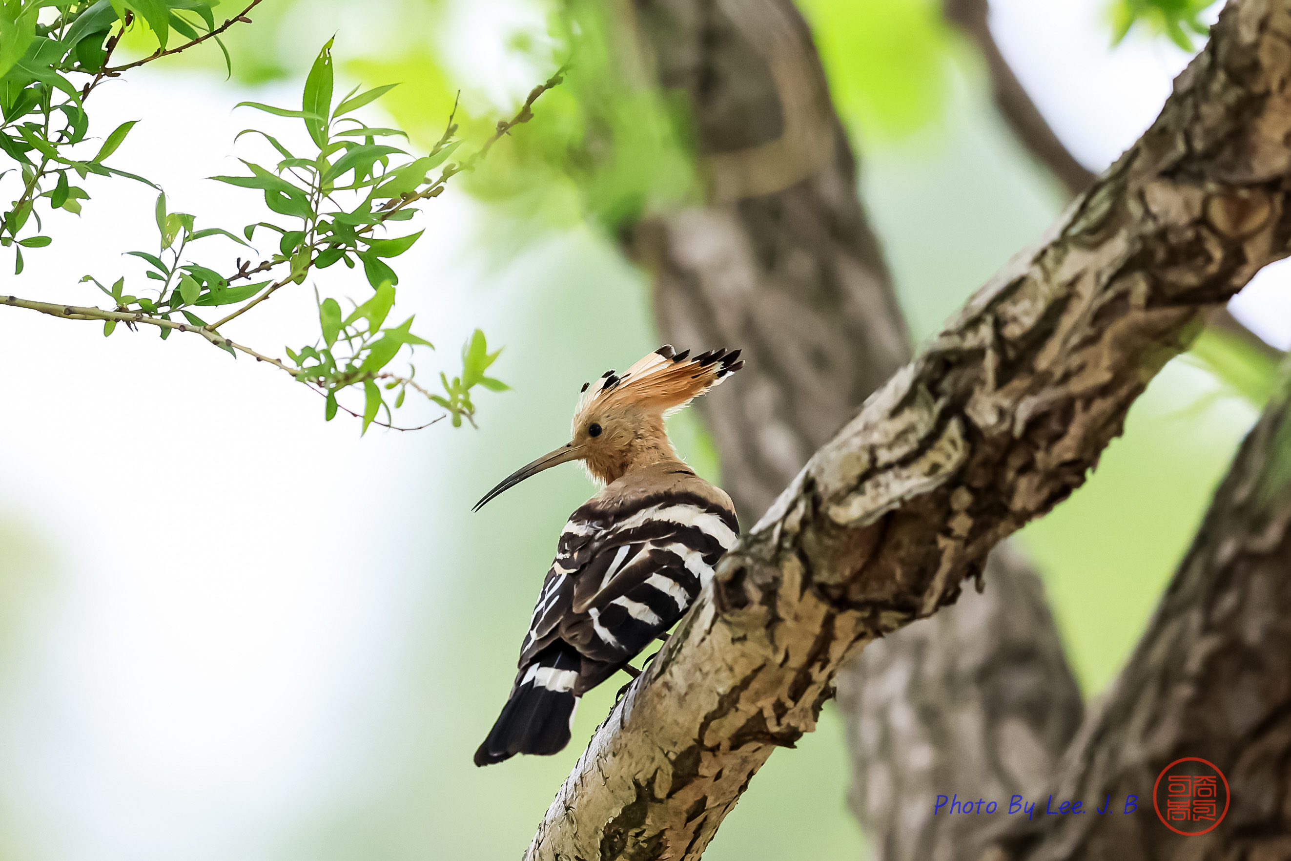 PHOTO BY  | Canon EOS R3 | 2024:05:12 16:06:18 | ISO-4000 | 1/4000 sec | f 4 | 600 mm | EV=0 | ● WIDTH:2645 pixels  HEIGHT:1763 pixels