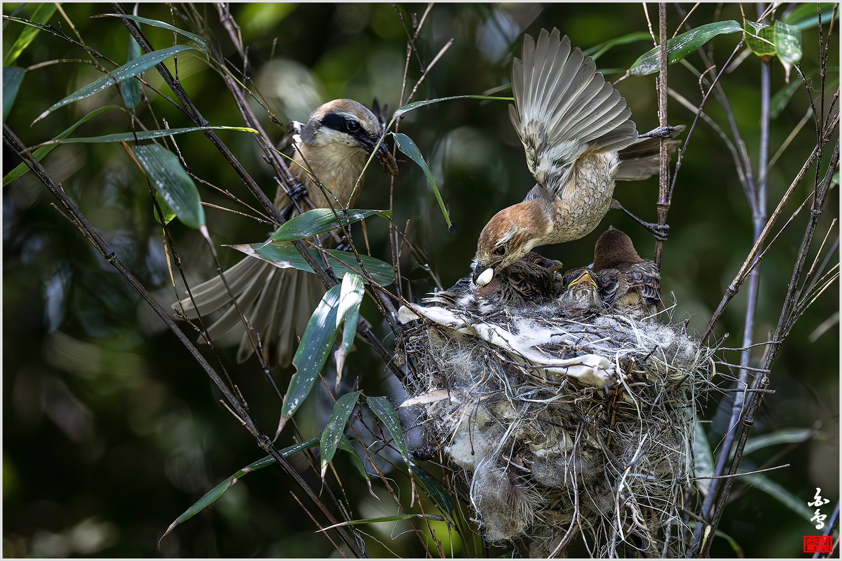 PHOTO BY  | NIKON Z 9 | 2024:05:22 10:39:19 | ISO-2000 | 1/2500 sec | f 5 | 600 mm | EV=-0.7 | ● WIDTH:1700 pixels  HEIGHT:1133 pixels
