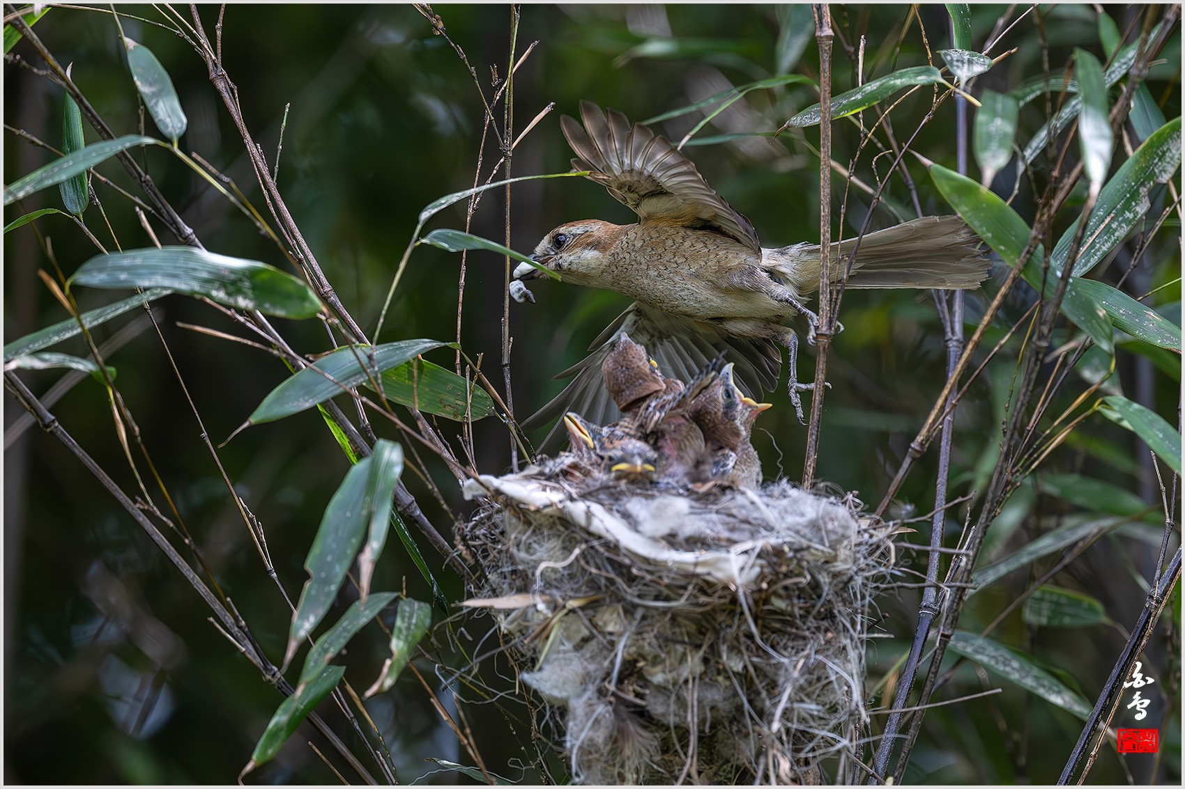 PHOTO BY  | NIKON Z 9 | 2024:05:20 14:58:08 | ISO-2500 | 1/5000 sec | f 5 | 600 mm | EV=-0.3 | ● WIDTH:0 pixels  HEIGHT:0 pixels