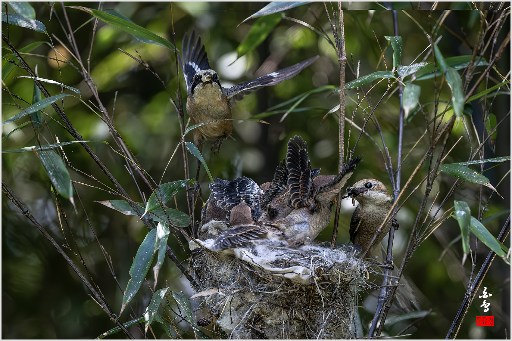 PHOTO BY  | NIKON Z 9 | 2024:05:22 10:45:37 | ISO-2000 | 1/2500 sec | f 5 | 600 mm | EV=-0.7 | ● WIDTH:1700 pixels  HEIGHT:1133 pixels