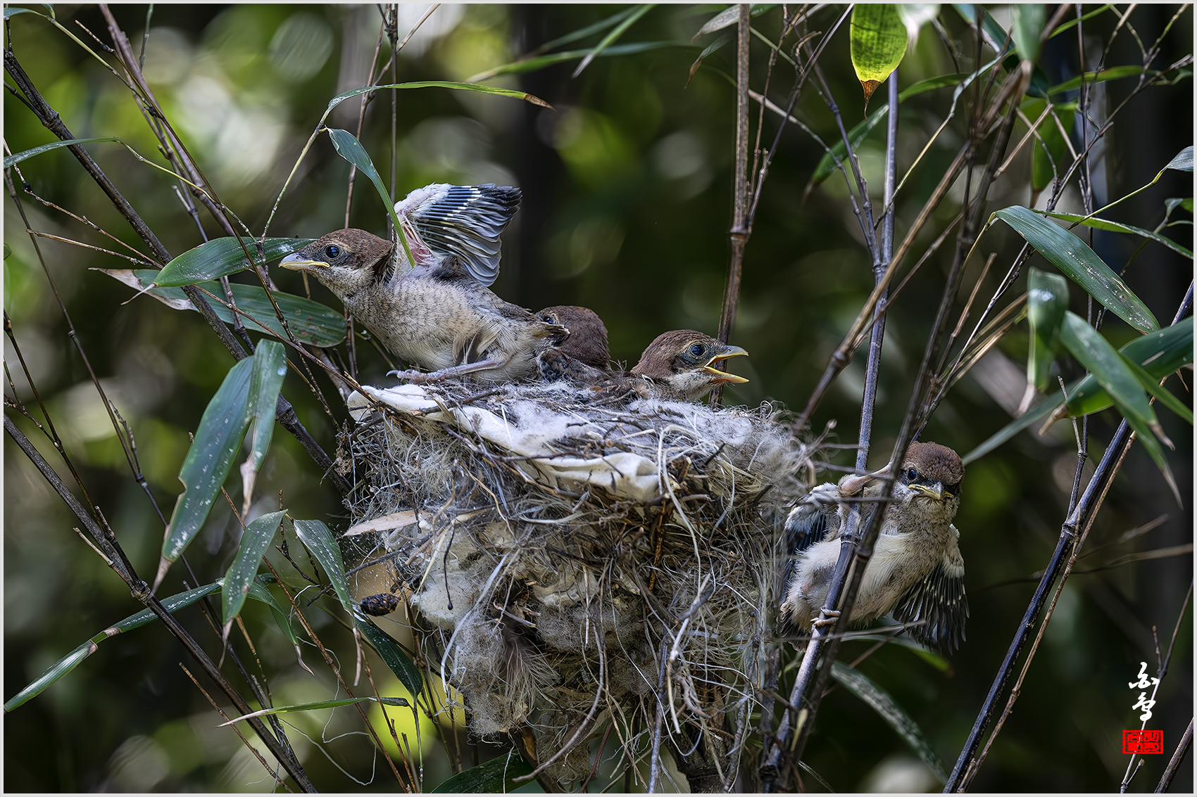 PHOTO BY  | NIKON Z 9 | 2024:05:22 10:48:06 | ISO-2000 | 1/2500 sec | f 5 | 600 mm | EV=-0.7 | ● WIDTH:1700 pixels  HEIGHT:1133 pixels