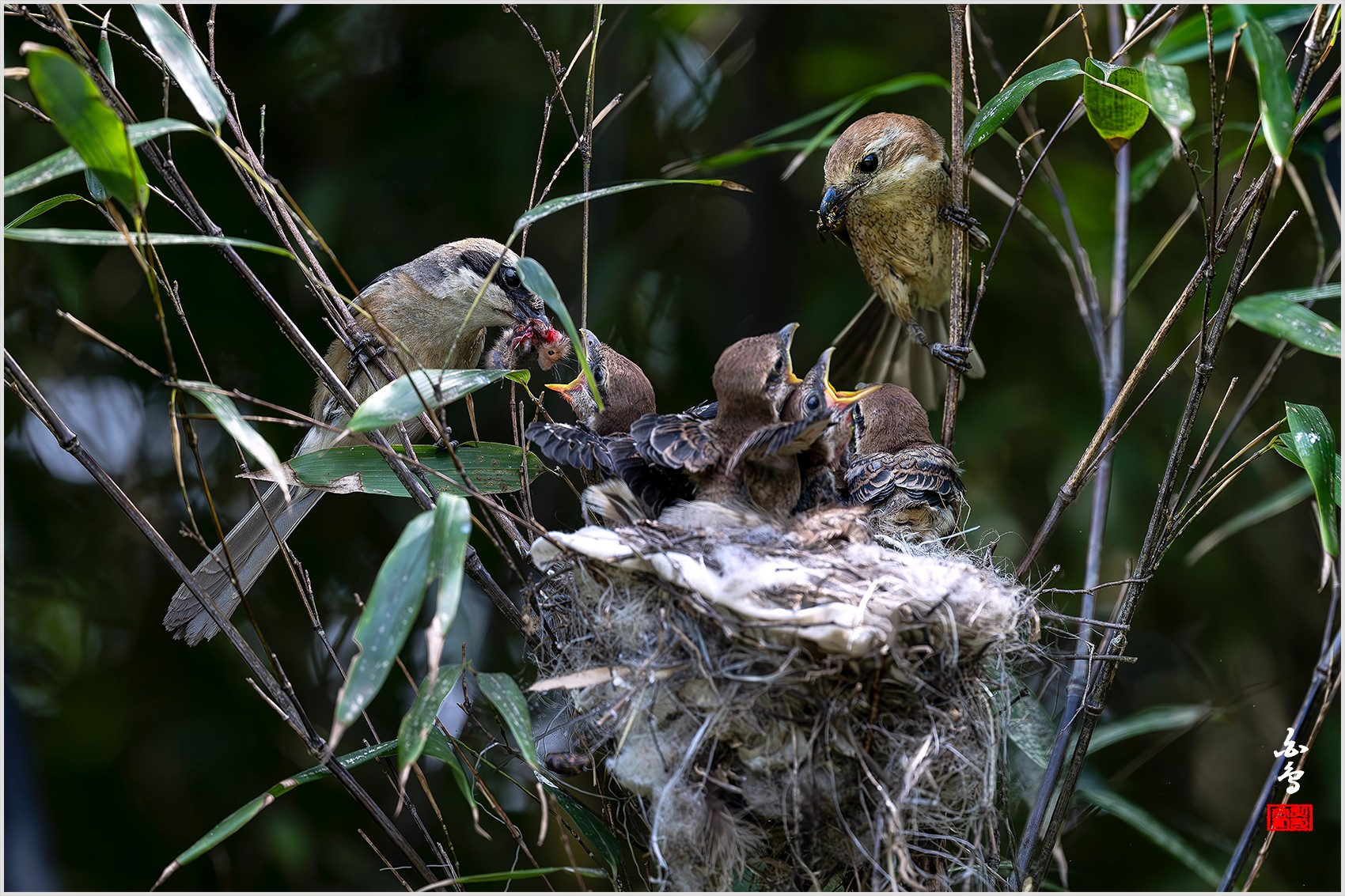 PHOTO BY  | NIKON Z 9 | 2024:05:22 08:55:59 | ISO-3200 | 1/2500 sec | f 4.5 | 600 mm | EV=-0.7 | ● WIDTH:0 pixels  HEIGHT:0 pixels