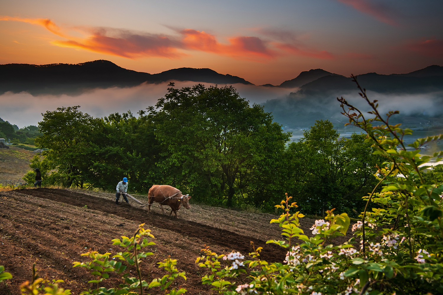 PHOTO BY  | NIKON D850 | 2024:05:15 05:36:27 | ISO-640 | 1/125 sec | f 8 | 34 mm | EV=-0.3 | ● WIDTH:1500 pixels  HEIGHT:1000 pixels