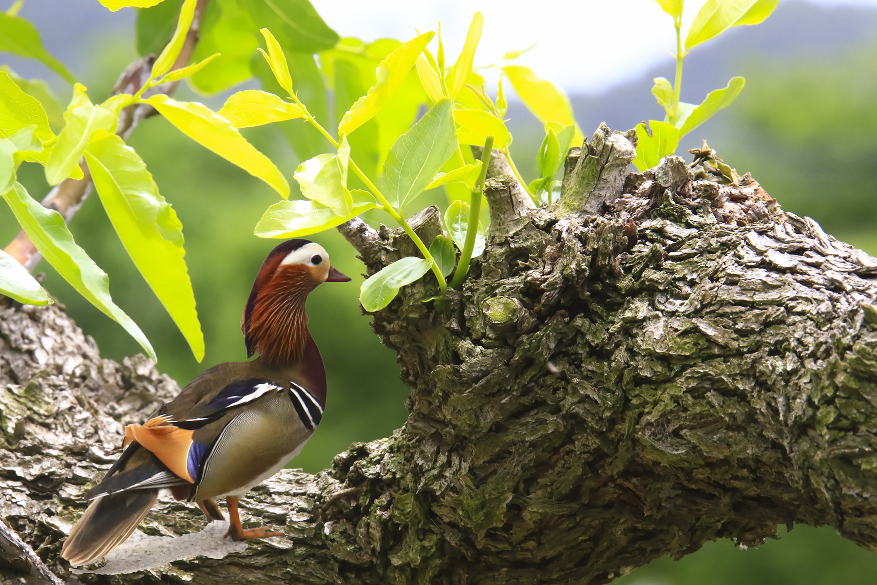 PHOTO BY WO2YA LAB | Canon EOS-1D X Mark II | 2024:05:16 09:09:53 | ISO-3200 | 1/8000 sec | f 7.1 | 285 mm | EV=0 | ● WIDTH:1800 pixels  HEIGHT:1200 pixels