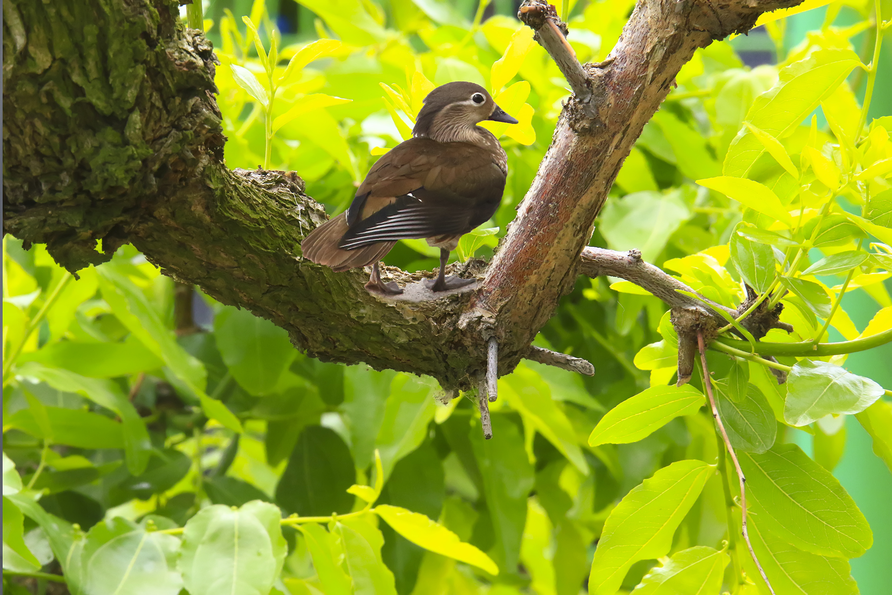 PHOTO BY WO2YA LAB | Canon EOS-1D X Mark II | 2024:05:16 09:09:53 | ISO-3200 | 1/8000 sec | f 7.1 | 285 mm | EV=0 | ● WIDTH:1800 pixels  HEIGHT:1200 pixels