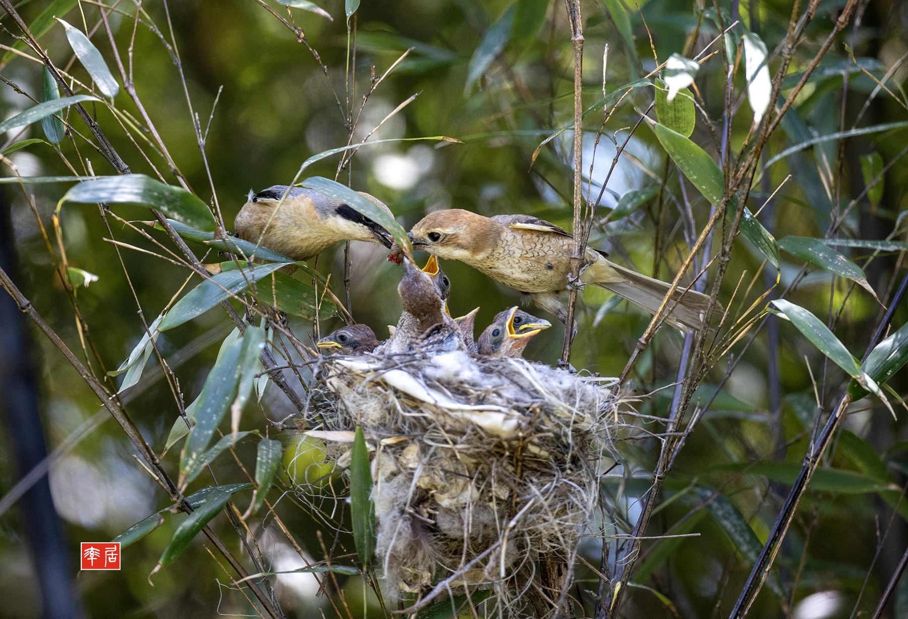 PHOTO BY changickheun | Canon EOS-1D X Mark III | 2024:05:19 13:39:17 | ISO-1600 | 1/1250 sec | f 4 | 600 mm | EV=0 | ● WIDTH:1800 pixels  HEIGHT:1227 pixels