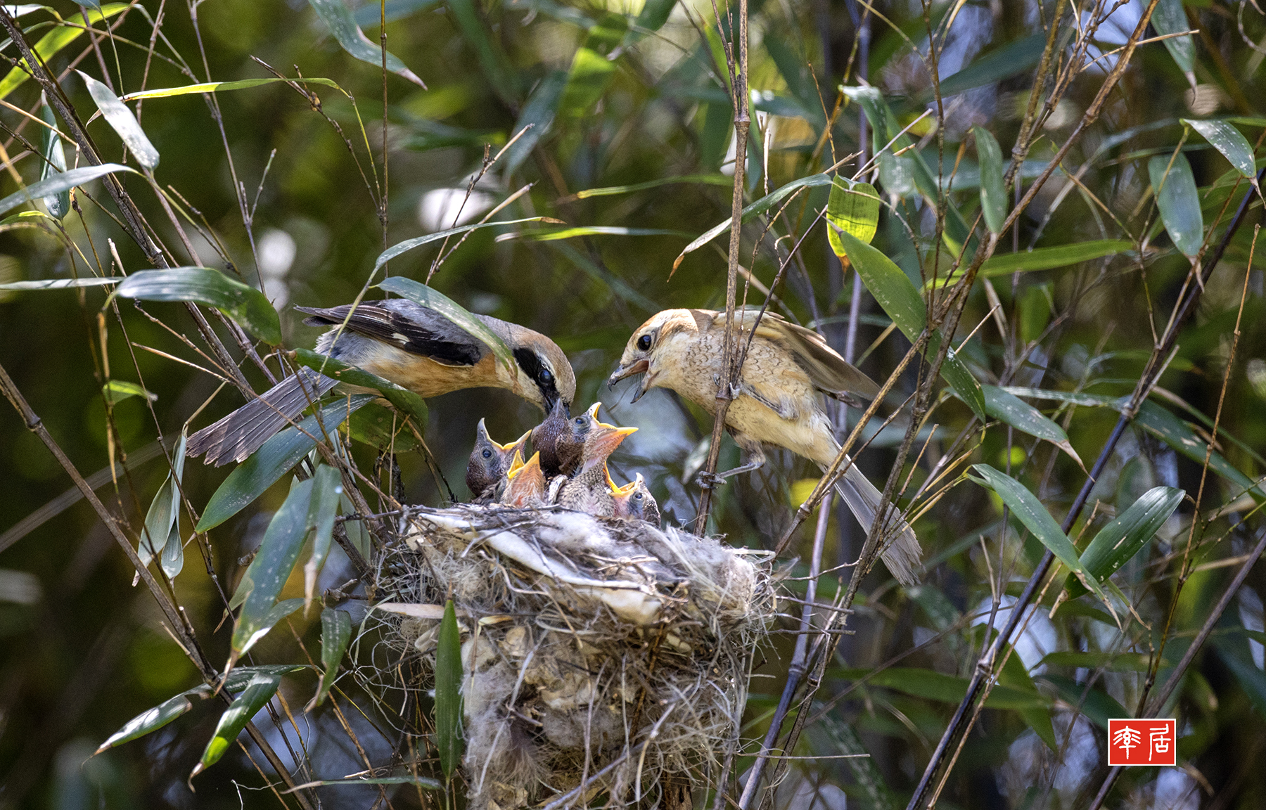PHOTO BY changickheun | Canon EOS-1D X Mark III | 2024:05:19 11:54:36 | ISO-1600 | 1/1600 sec | f 5 | 600 mm | EV=0 | ● WIDTH:1800 pixels  HEIGHT:1152 pixels