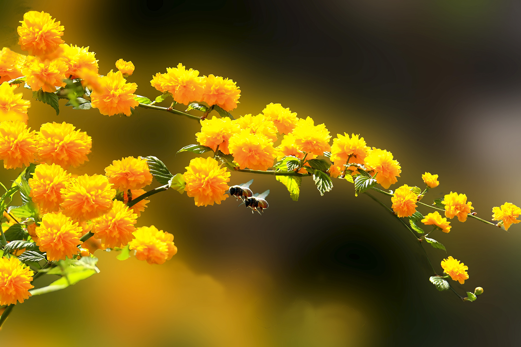 PHOTO BY HNalim | Canon EOS 7D Mark II | 2024:04:25 17:07:57 | ISO-1000 | 1/800 sec | f 18 | 104 mm | EV=0 | ● WIDTH:1800 pixels  HEIGHT:1200 pixels