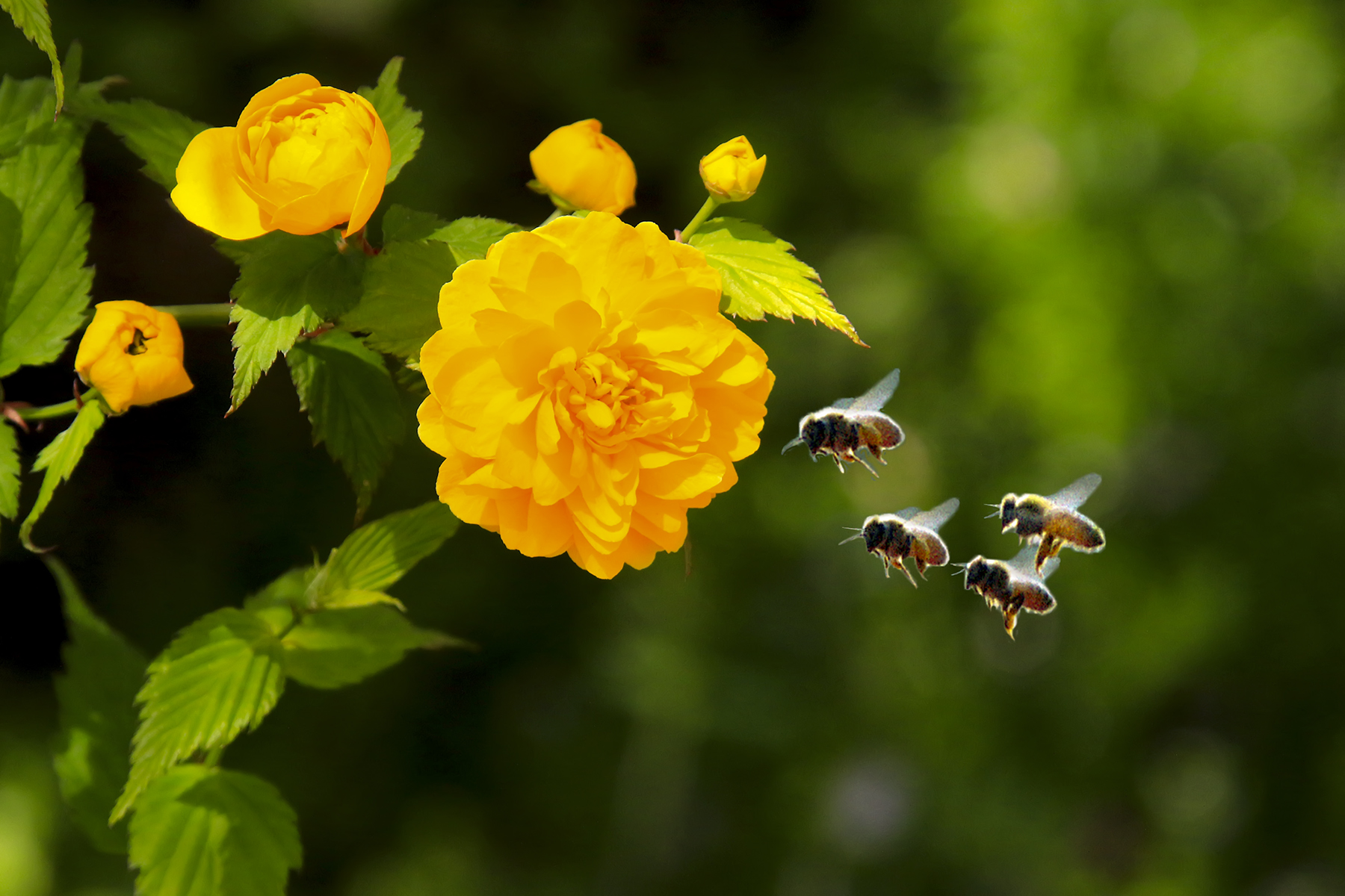 PHOTO BY HNalim | Canon EOS 7D Mark II | 2024:04:25 17:07:57 | ISO-1000 | 1/800 sec | f 18 | 104 mm | EV=0 | ● WIDTH:1800 pixels  HEIGHT:1200 pixels