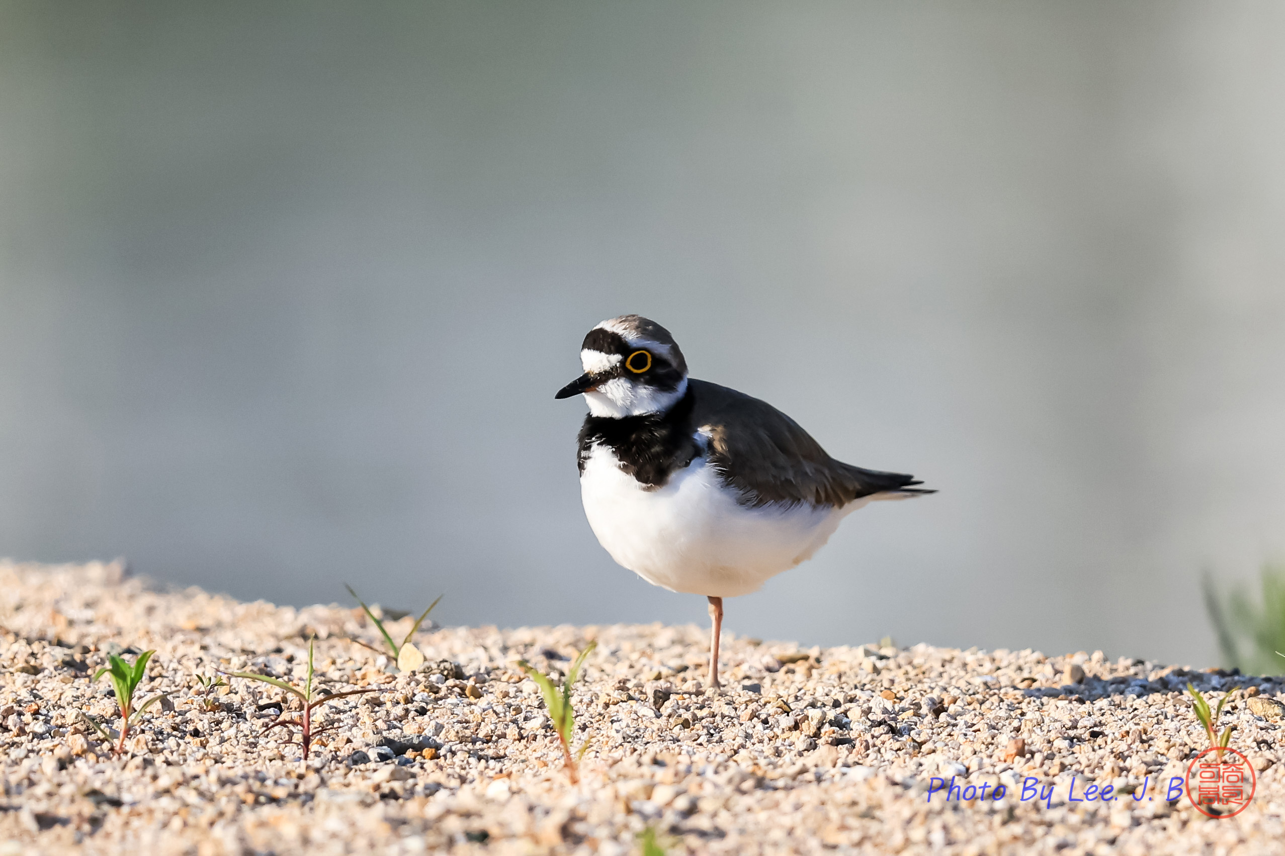 PHOTO BY  | Canon EOS R3 | 2024:05:15 07:03:43 | ISO-1000 | 1/4000 sec | f 5.6 | 840 mm | EV=0 | ● WIDTH:2555 pixels  HEIGHT:1703 pixels