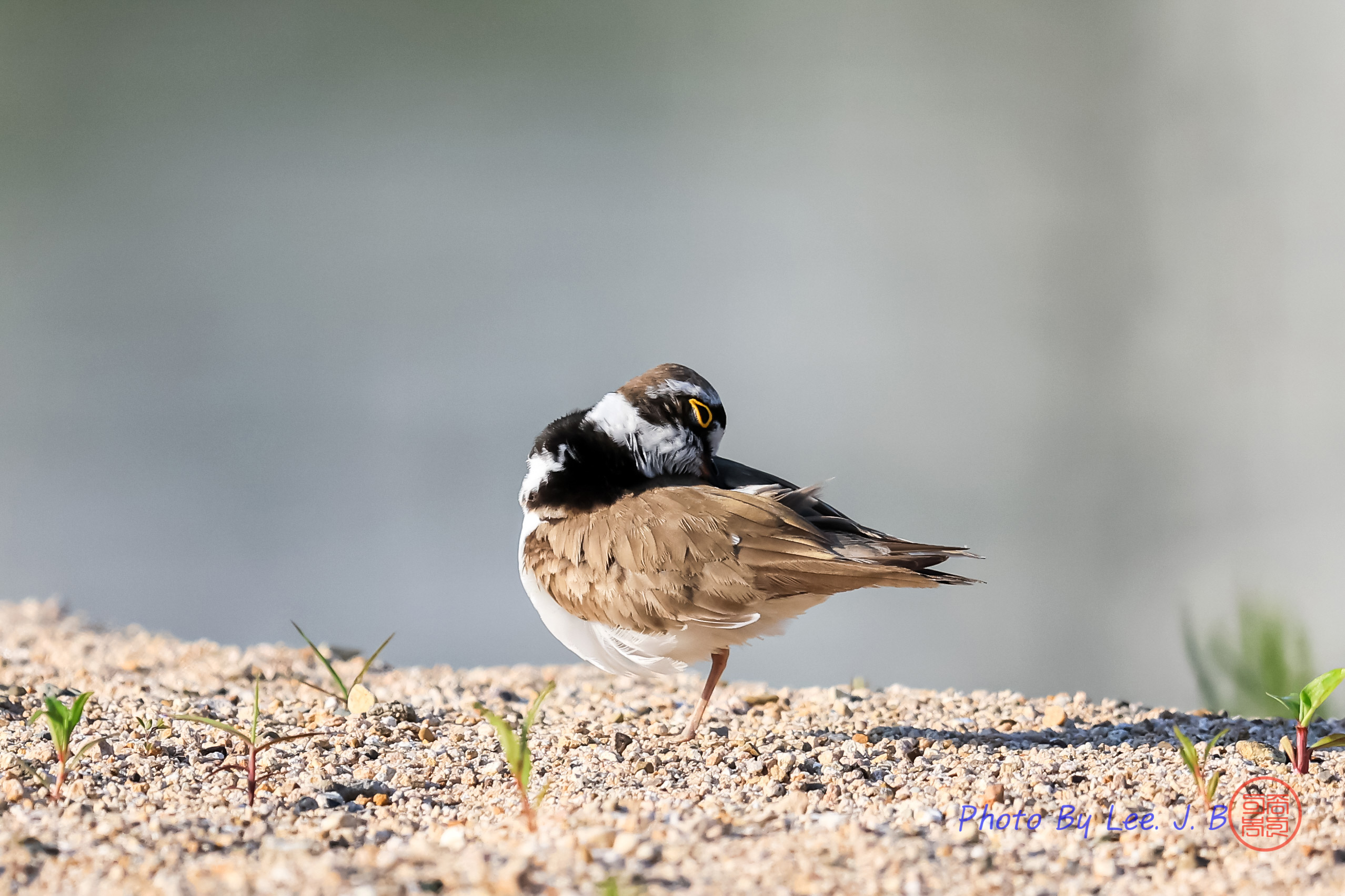 PHOTO BY  | Canon EOS R3 | 2024:05:15 07:04:41 | ISO-1000 | 1/4000 sec | f 5.6 | 840 mm | EV=0 | ● WIDTH:2556 pixels  HEIGHT:1704 pixels