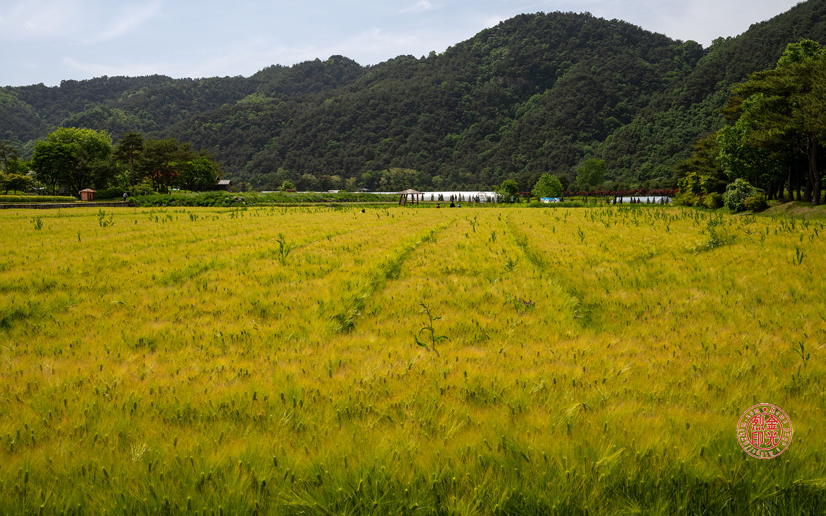 PHOTO BY KKY_CWANG_YEOL | NIKON Z 8 | 2024:05:12 14:22:25 | ISO-100 | 1/250 sec | f 13 | 42 mm | EV=0 | ● WIDTH:1700 pixels  HEIGHT:1063 pixels
