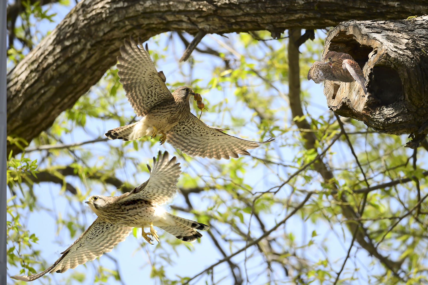 PHOTO BY WO2YA LAB | Canon EOS-1D X Mark II | 2024:05:16 09:09:53 | ISO-3200 | 1/8000 sec | f 7.1 | 285 mm | EV=0 | ● WIDTH:1800 pixels  HEIGHT:1200 pixels