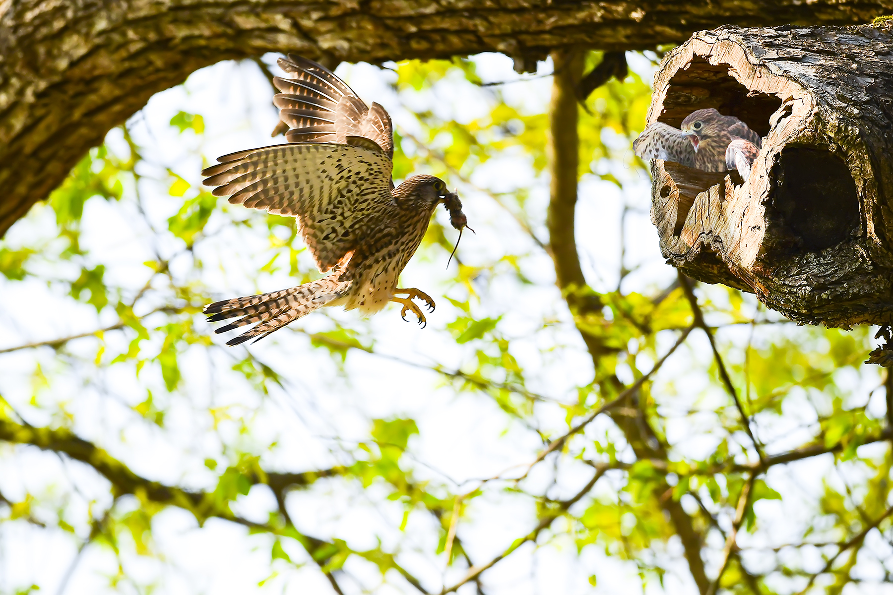 PHOTO BY WO2YA LAB | Canon EOS-1D X Mark II | 2024:05:16 09:09:53 | ISO-3200 | 1/8000 sec | f 7.1 | 285 mm | EV=0 | ● WIDTH:1800 pixels  HEIGHT:1200 pixels