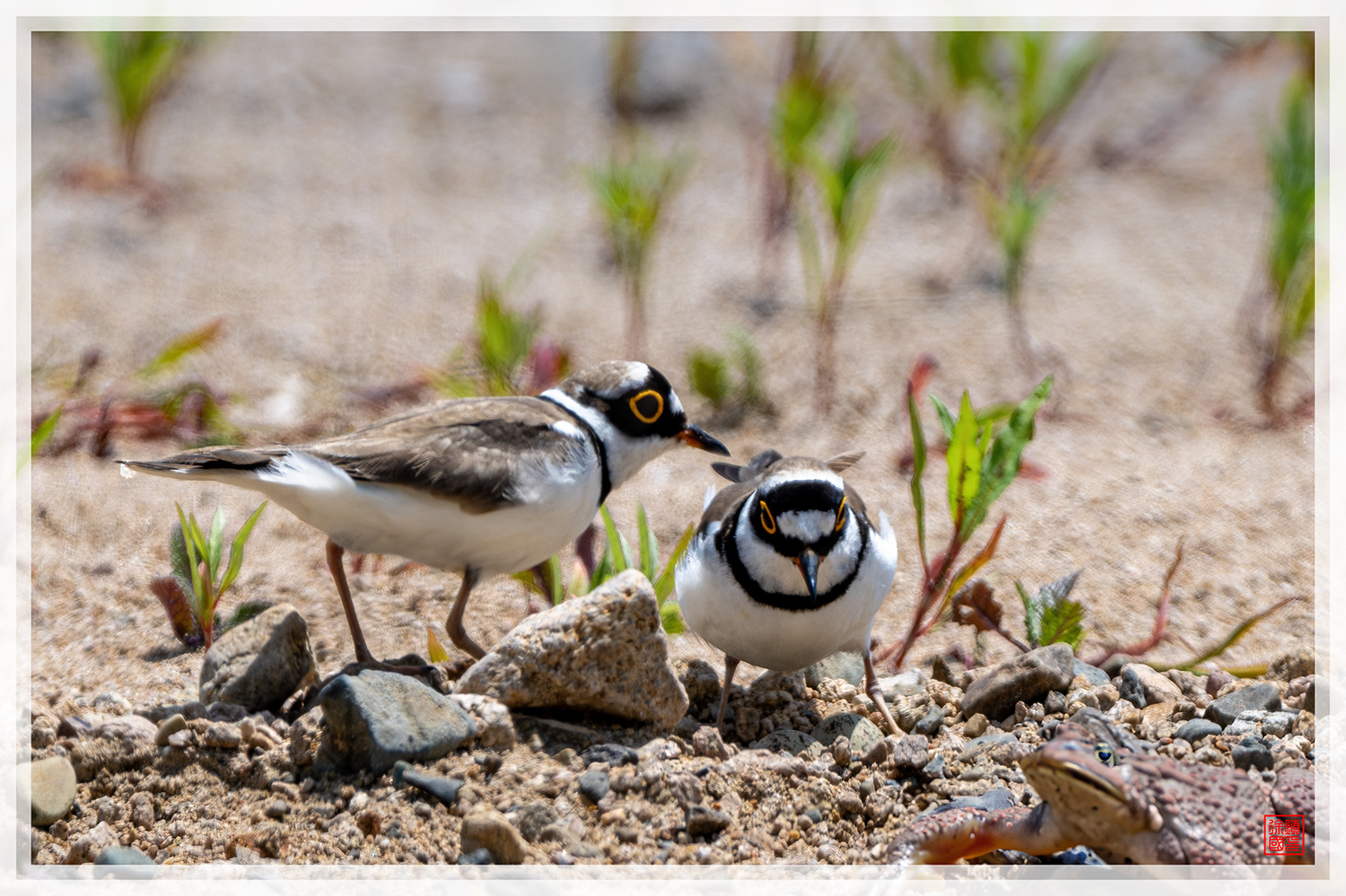 PHOTO BY  | NIKON Z 9 | 2024:05:24 11:16:50 | ISO-125 | 1/1250 sec | f 5.6 | 840 mm | EV=0.3 | ● WIDTH:1500 pixels  HEIGHT:999 pixels