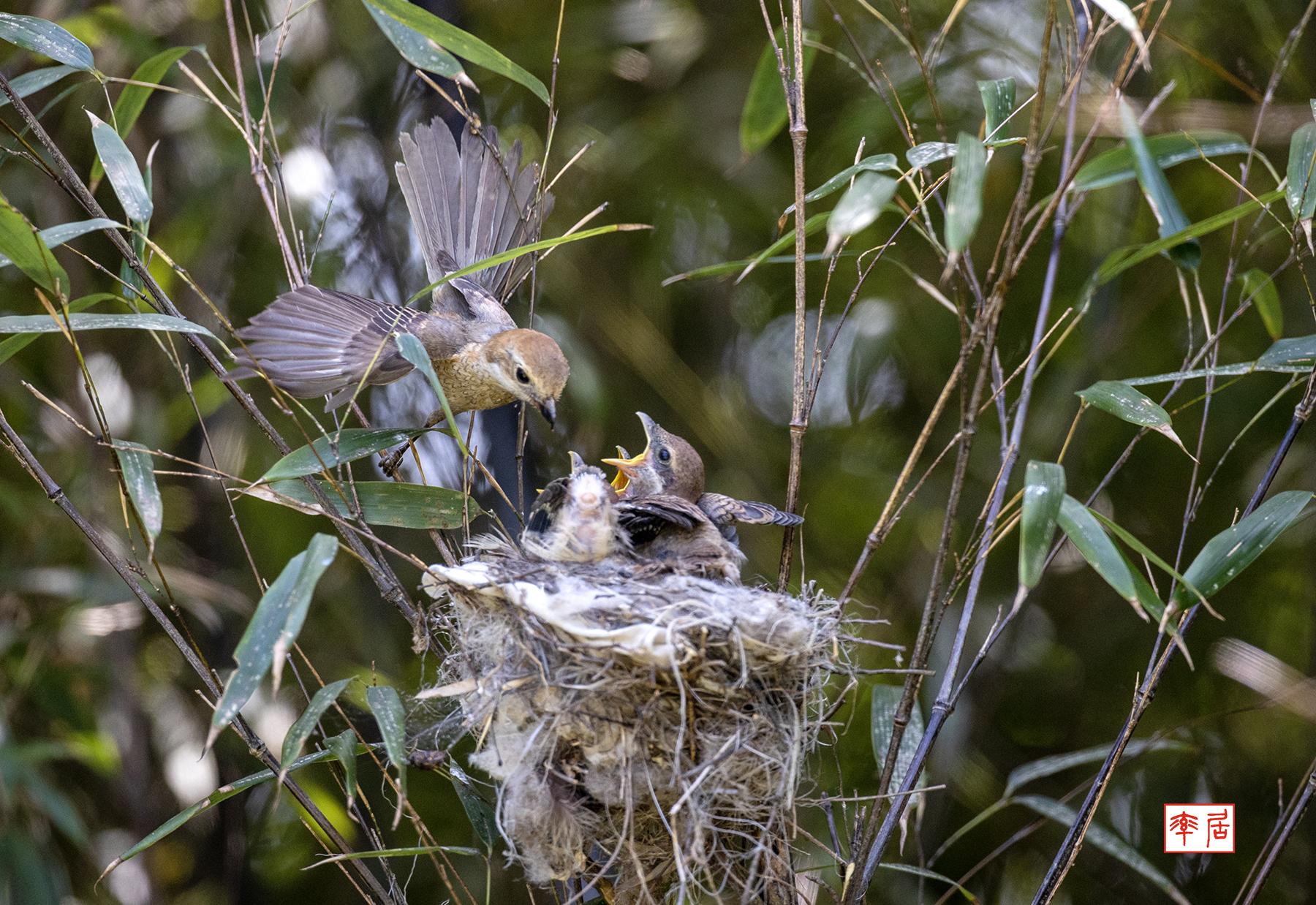 PHOTO BY changickheun | Canon EOS-1D X Mark III | 2024:05:22 13:01:49 | ISO-1600 | 1/1600 sec | f 4.5 | 600 mm | EV=0 | ● WIDTH:1800 pixels  HEIGHT:1238 pixels