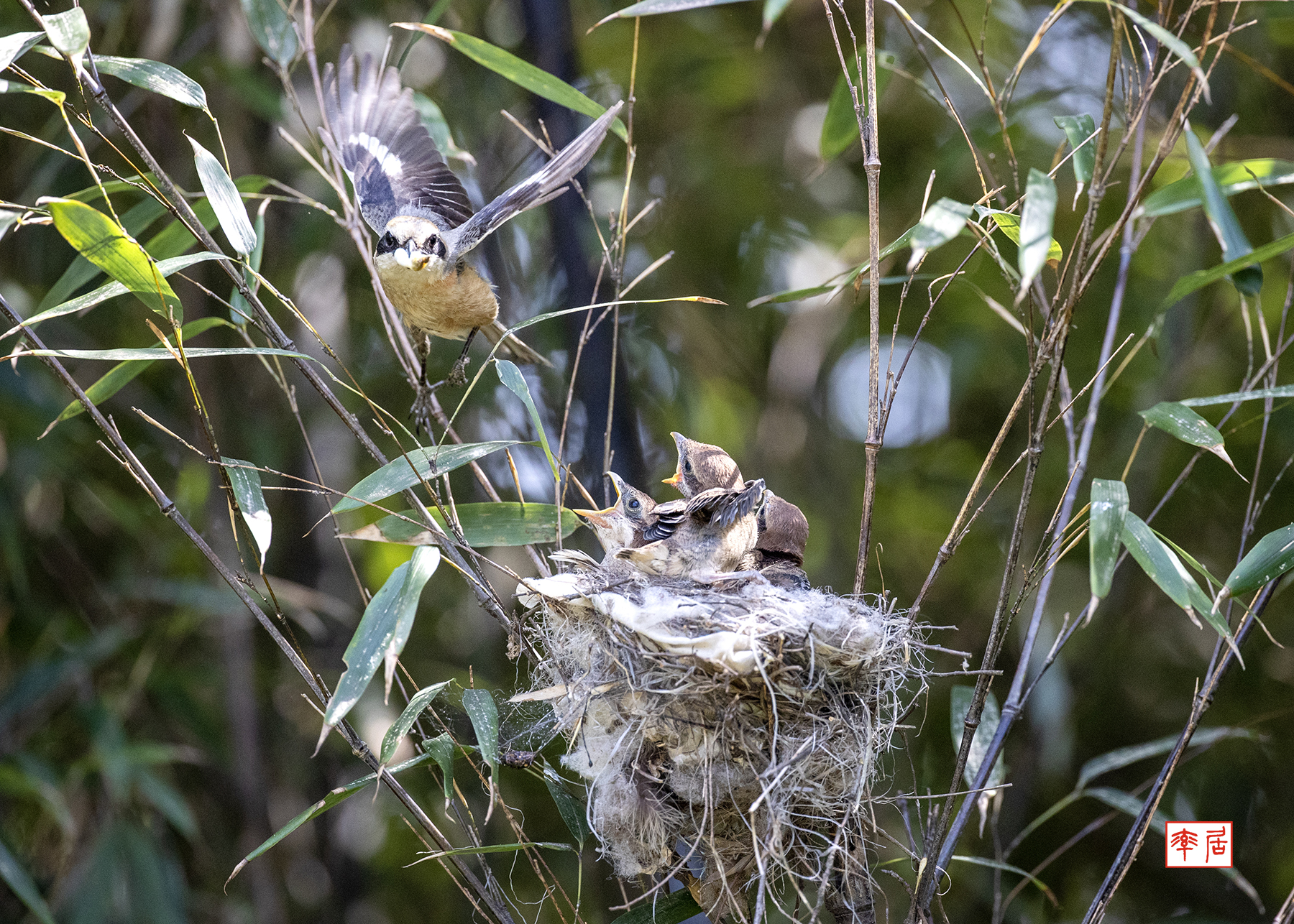 PHOTO BY changickheun | Canon EOS-1D X Mark III | 2024:05:22 14:33:23 | ISO-3200 | 1/2500 sec | f 4.5 | 600 mm | EV=0 | ● WIDTH:1800 pixels  HEIGHT:1286 pixels