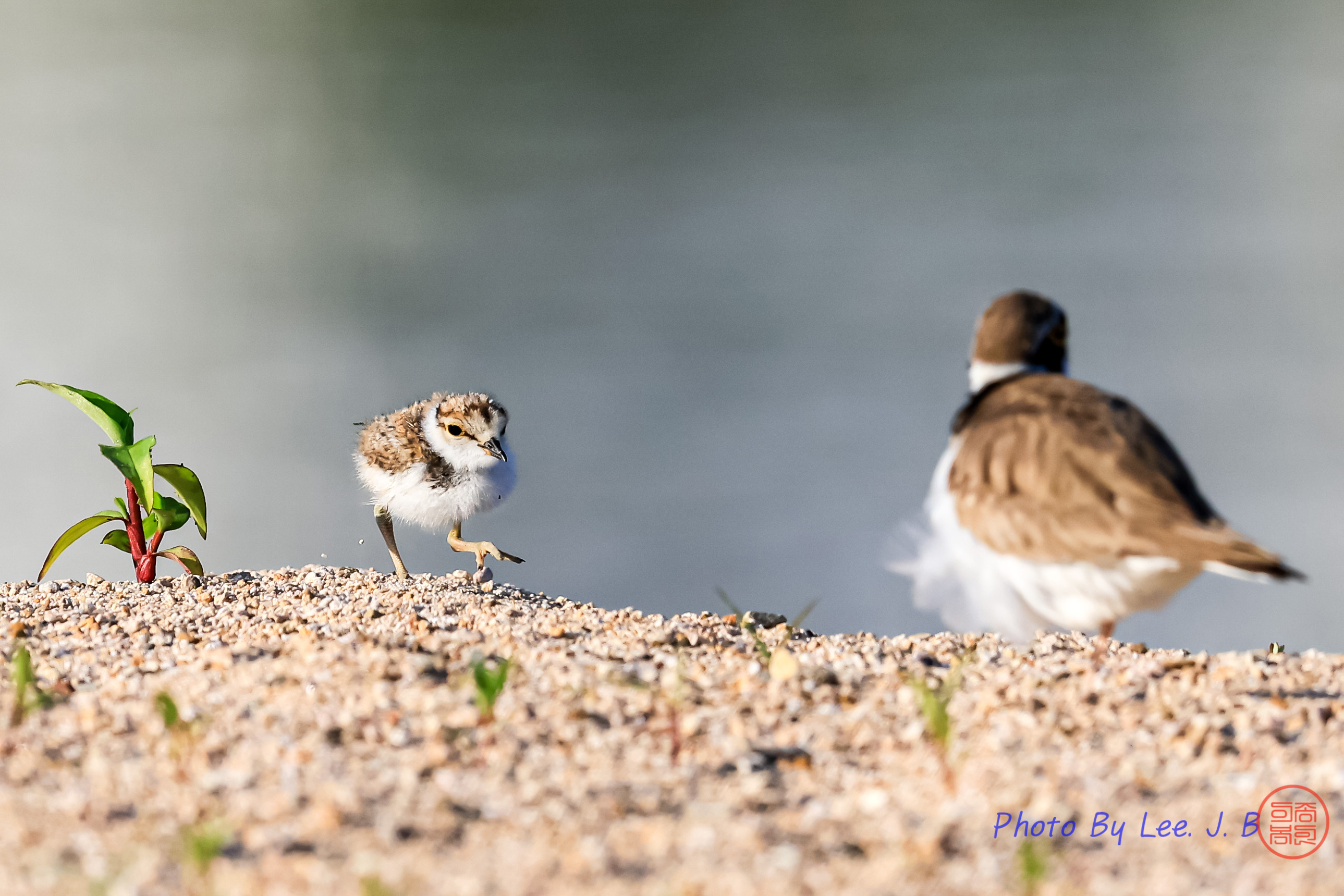 PHOTO BY  | Canon EOS R3 | 2024:05:15 07:06:42 | ISO-1000 | 1/3200 sec | f 8 | 840 mm | EV=0 | ● WIDTH:2578 pixels  HEIGHT:1719 pixels