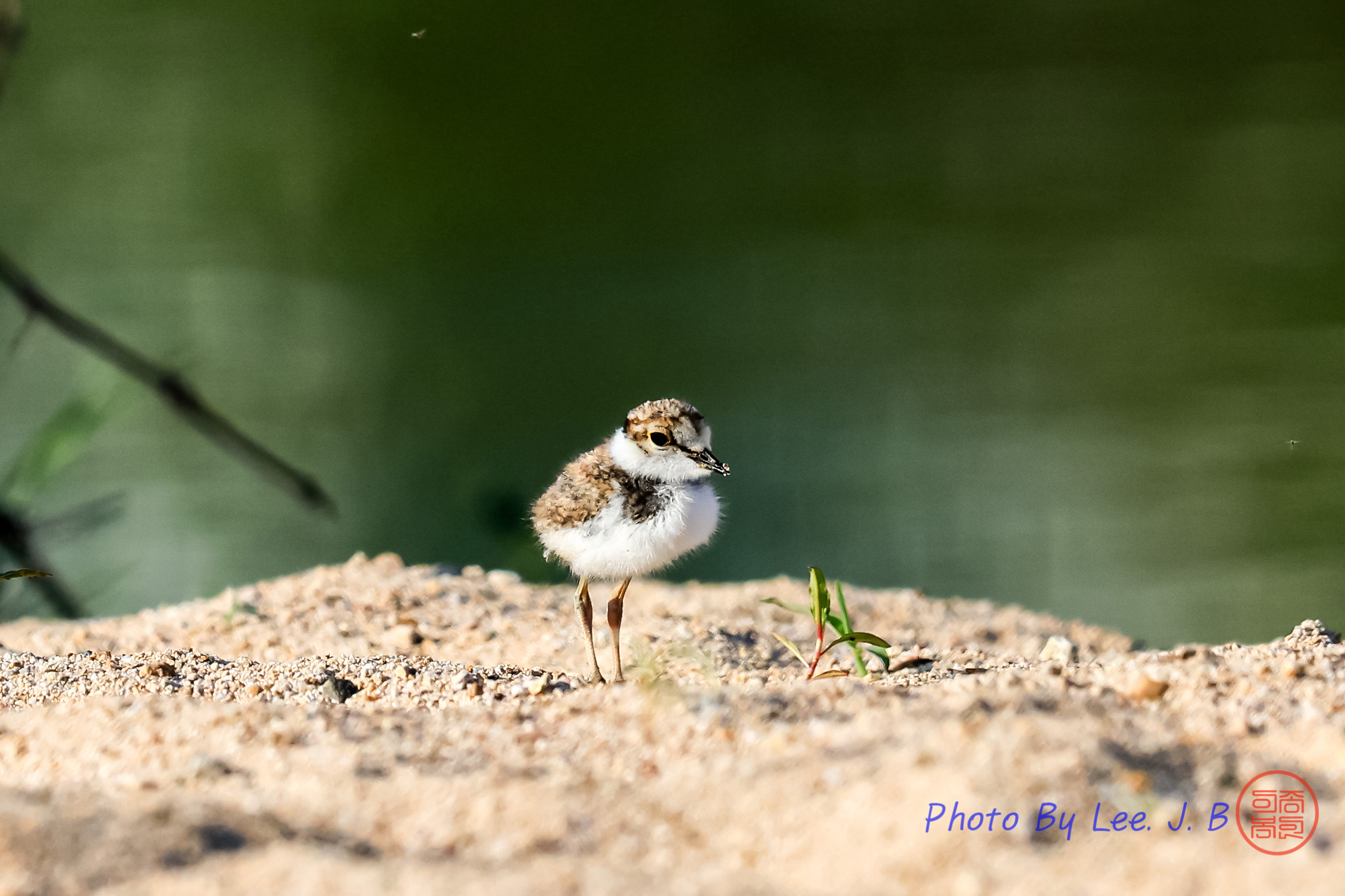 PHOTO BY  | Canon EOS R3 | 2024:05:15 07:11:11 | ISO-1000 | 1/3200 sec | f 8 | 840 mm | EV=0 | ● WIDTH:2261 pixels  HEIGHT:1507 pixels