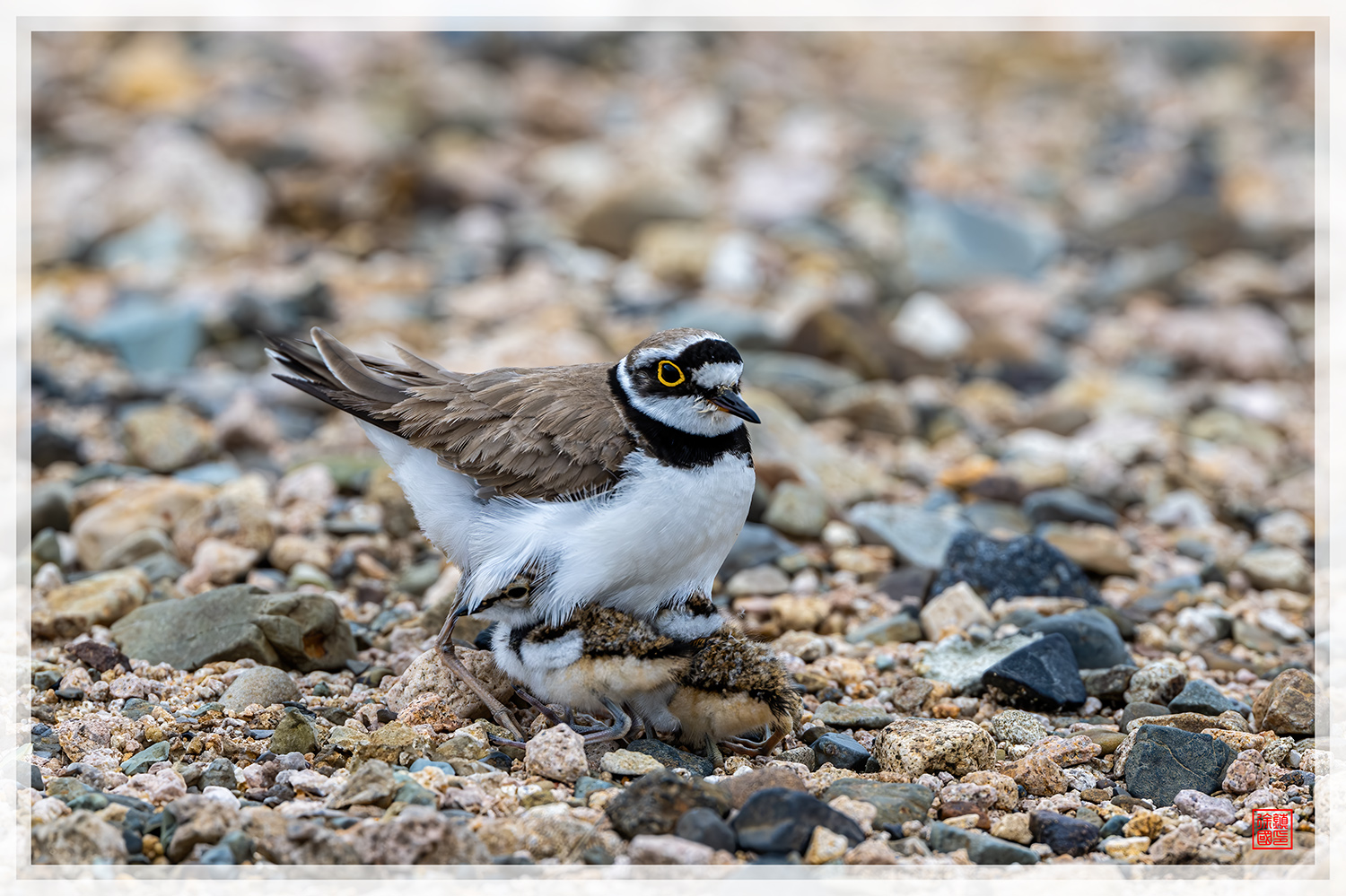 PHOTO BY  | NIKON Z 9 | 2024:05:07 15:52:46 | ISO-900 | 1/800 sec | f 5 | 600 mm | EV=0.3 | ● WIDTH:1500 pixels  HEIGHT:999 pixels