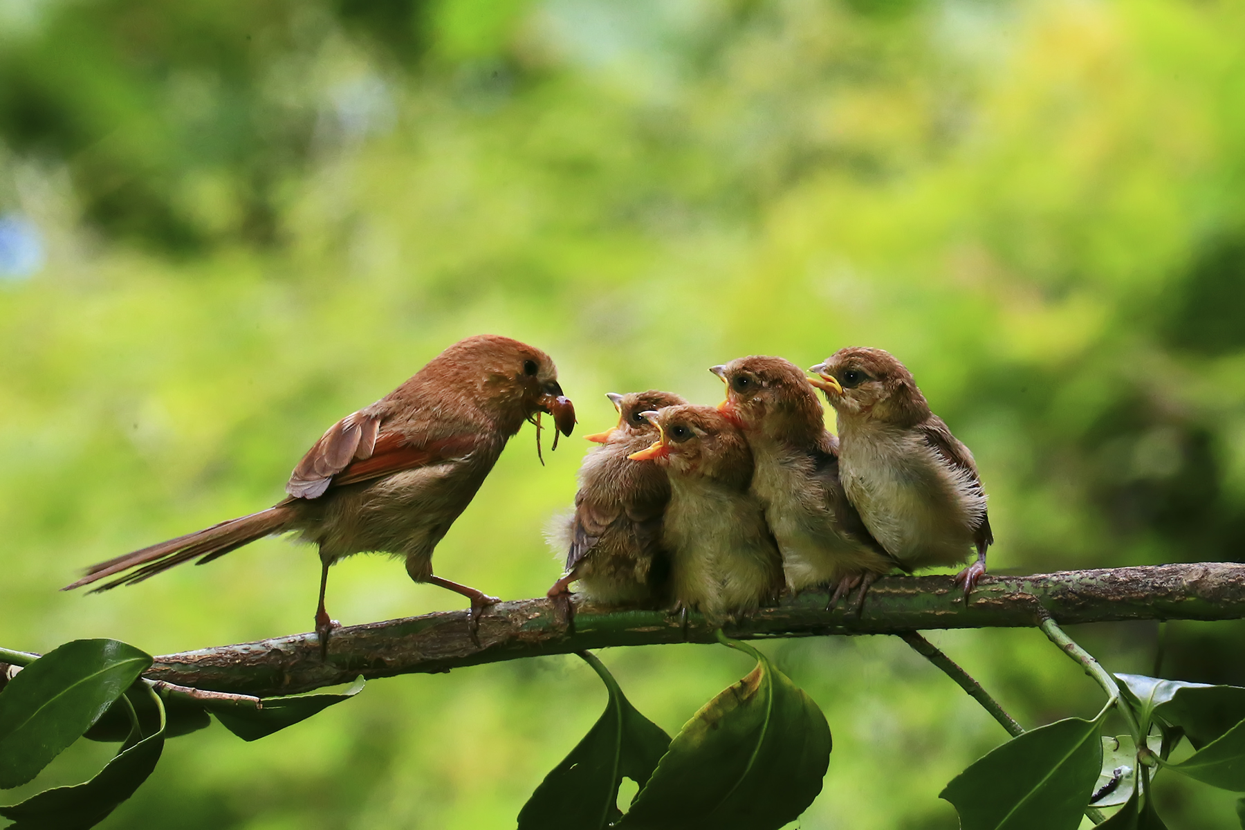 PHOTO BY  | Canon EOS-1D X | 2016:05:15 13:24:01 | ISO-6400 | 1/1000 sec | f 16 | 300 mm | EV=0.5 | ● WIDTH:1800 pixels  HEIGHT:1200 pixels