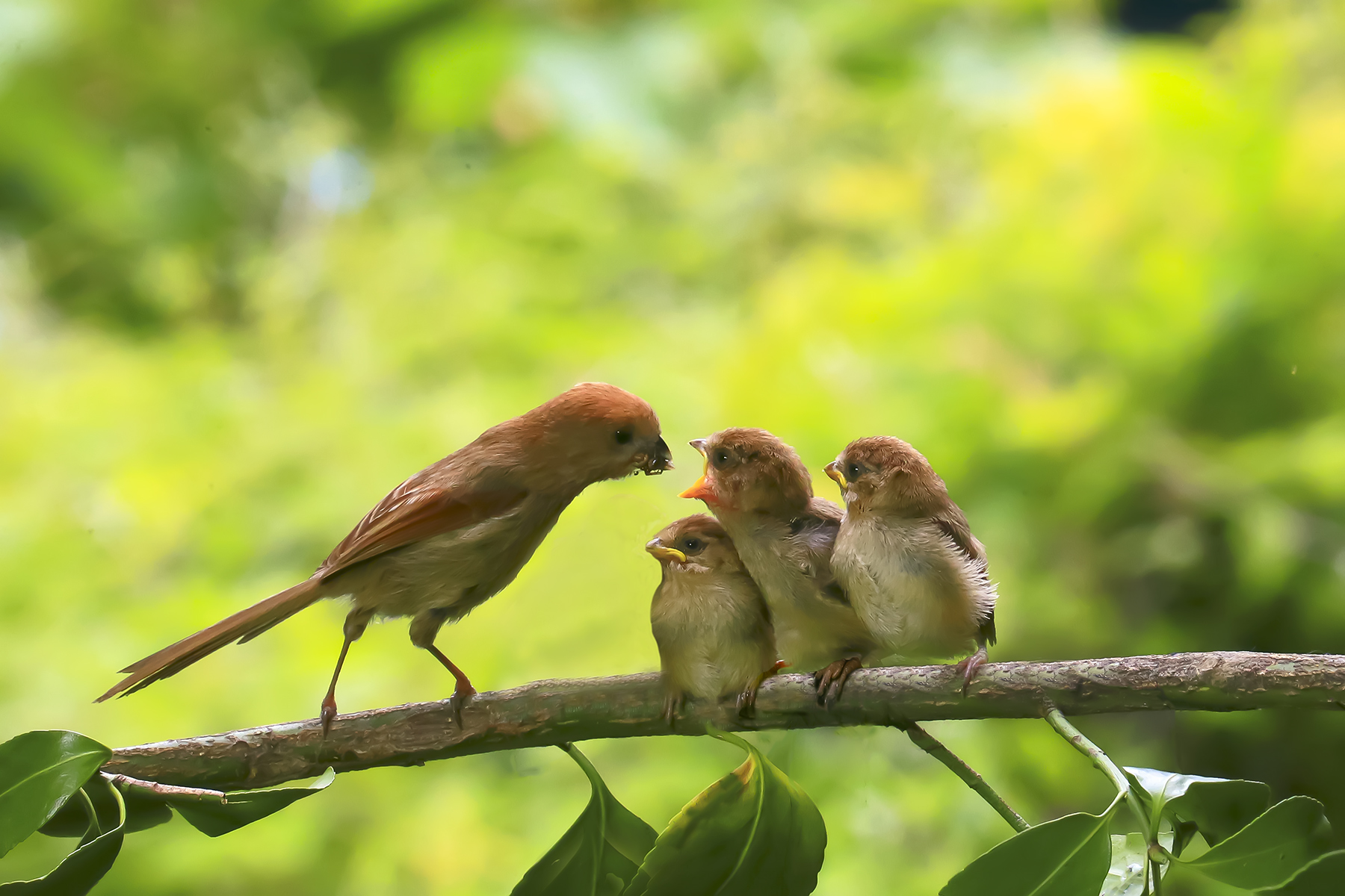 PHOTO BY WO2YA LAB | Canon EOS-1D X Mark II | 2024:05:16 09:09:53 | ISO-3200 | 1/8000 sec | f 7.1 | 285 mm | EV=0 | ● WIDTH:1800 pixels  HEIGHT:1200 pixels