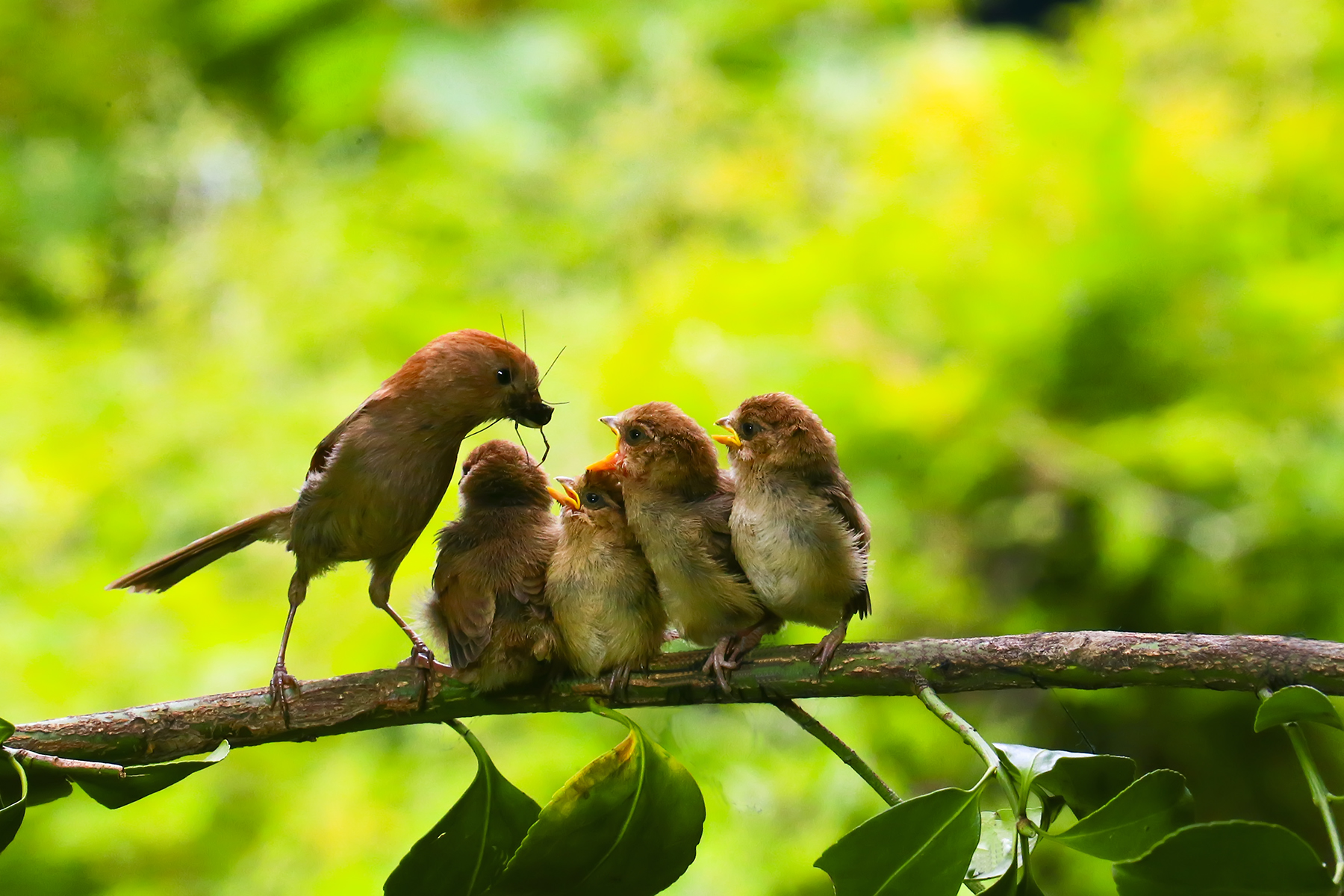 PHOTO BY WO2YA LAB | Canon EOS-1D X Mark II | 2024:05:16 09:09:57 | ISO-3200 | 1/8000 sec | f 7.1 | 280 mm | EV=0 | ● WIDTH:1800 pixels  HEIGHT:1200 pixels