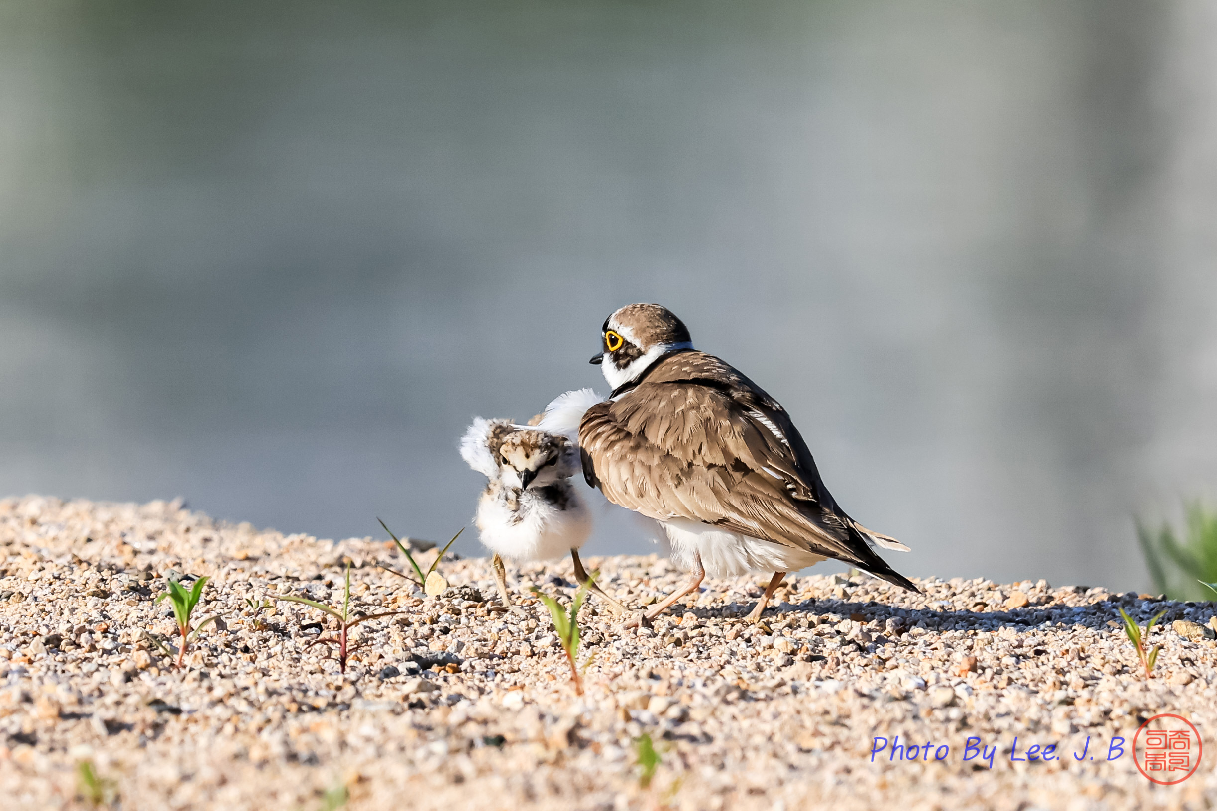 PHOTO BY  | Canon EOS R3 | 2024:05:15 07:15:58 | ISO-1000 | 1/2500 sec | f 8 | 840 mm | EV=0 | ● WIDTH:2445 pixels  HEIGHT:1630 pixels