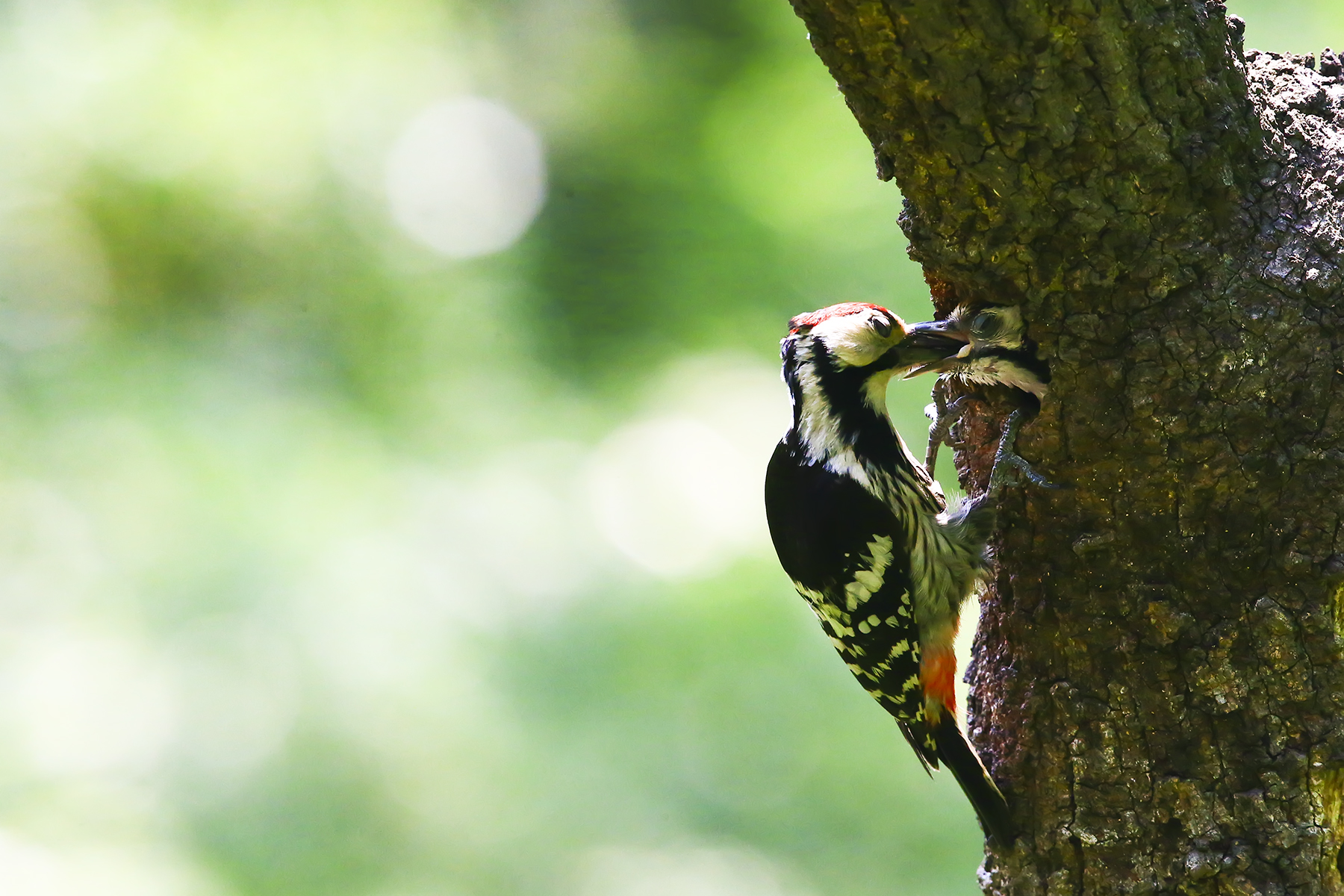 PHOTO BY WO2YA LAB | Canon EOS-1D X Mark II | 2024:05:16 09:09:57 | ISO-3200 | 1/8000 sec | f 7.1 | 280 mm | EV=0 | ● WIDTH:1800 pixels  HEIGHT:1200 pixels