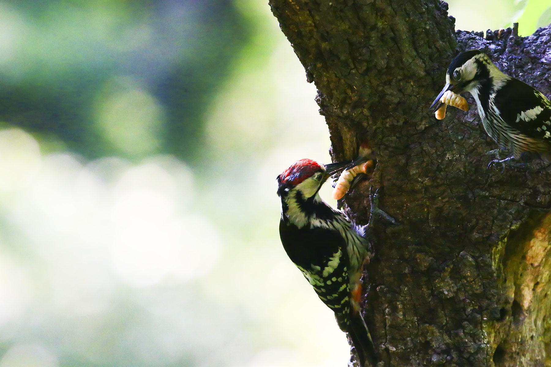 PHOTO BY WO2YA LAB | Canon EOS-1D X Mark II | 2024:05:16 09:09:58 | ISO-3200 | 1/8000 sec | f 7.1 | 280 mm | EV=0 | ● WIDTH:1800 pixels  HEIGHT:1200 pixels