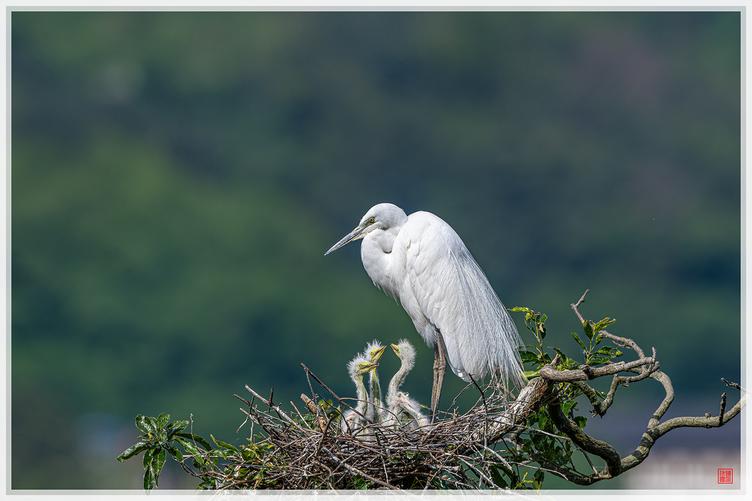 PHOTO BY  | NIKON Z 9 | 2024:05:26 08:39:31 | ISO-125 | 1/1600 sec | f 6.3 | 600 mm | EV=-1.7 | ● WIDTH:1500 pixels  HEIGHT:1000 pixels