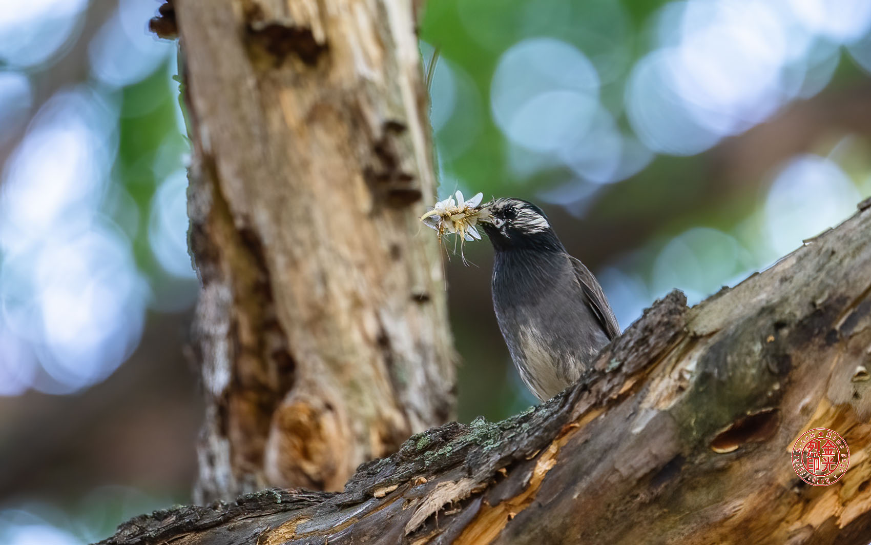 PHOTO BY KKY_CWANG_YEOL | NIKON Z 8 | 2024:05:26 07:14:38 | ISO-2500 | 1/320 sec | f 6.3 | 600 mm | EV=0 | ● WIDTH:1700 pixels  HEIGHT:1063 pixels