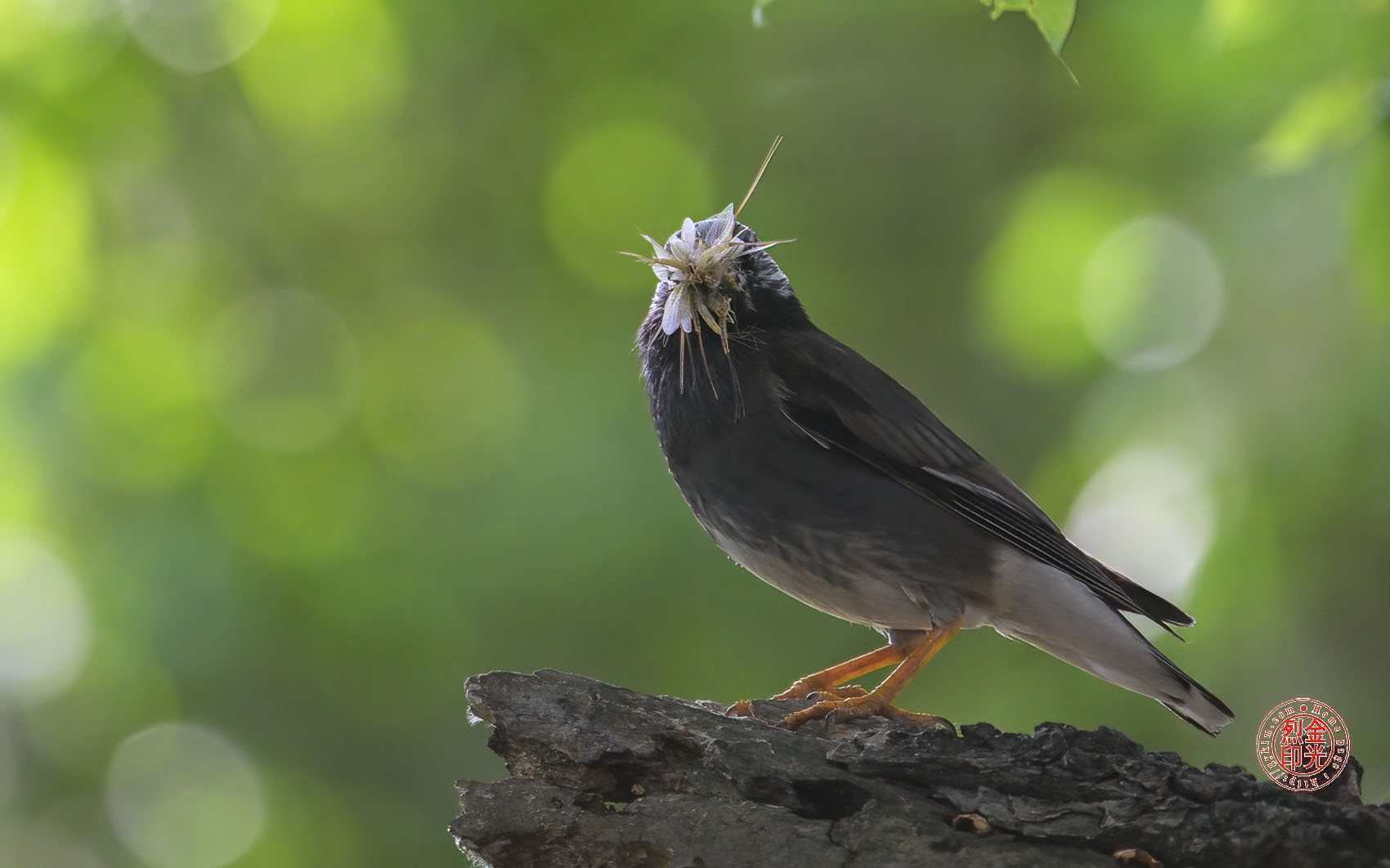PHOTO BY KKY_CWANG_YEOL | NIKON Z 8 | 2024:05:26 08:28:08 | ISO-2500 | 1/800 sec | f 6.3 | 600 mm | EV=0.3 | ● WIDTH:1700 pixels  HEIGHT:1062 pixels
