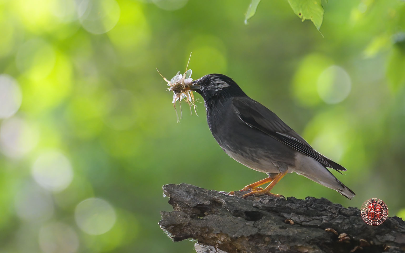 PHOTO BY KKY_CWANG_YEOL | NIKON Z 8 | 2024:05:26 08:28:10 | ISO-2500 | 1/640 sec | f 6.3 | 600 mm | EV=0.3 | ● WIDTH:1700 pixels  HEIGHT:1062 pixels