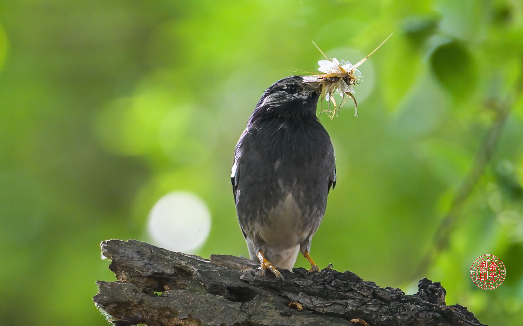 PHOTO BY KKY_CWANG_YEOL | NIKON Z 8 | 2024:05:26 08:30:18 | ISO-2500 | 1/640 sec | f 6.3 | 600 mm | EV=0.3 | ● WIDTH:1700 pixels  HEIGHT:1062 pixels