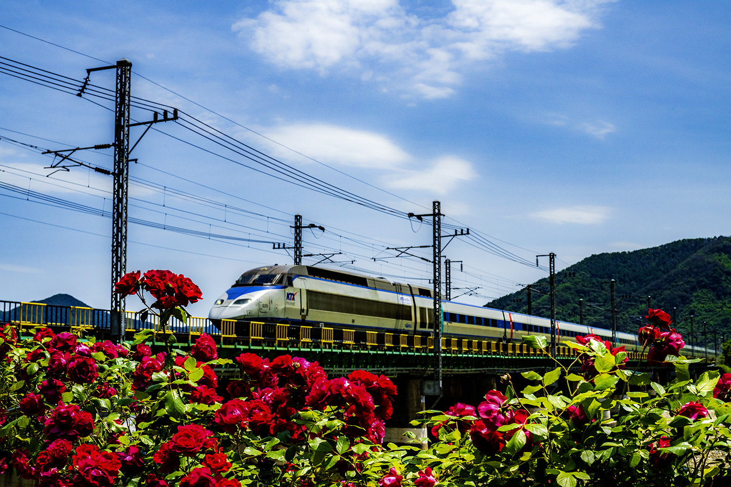 PHOTO BY KWON BYUNG JIN | NIKON Z 8 | 2024:05:20 13:27:06 | ISO-500 | 1/1250 sec | f 14 | 50 mm | EV=0 | ● WIDTH:1500 pixels  HEIGHT:1000 pixels