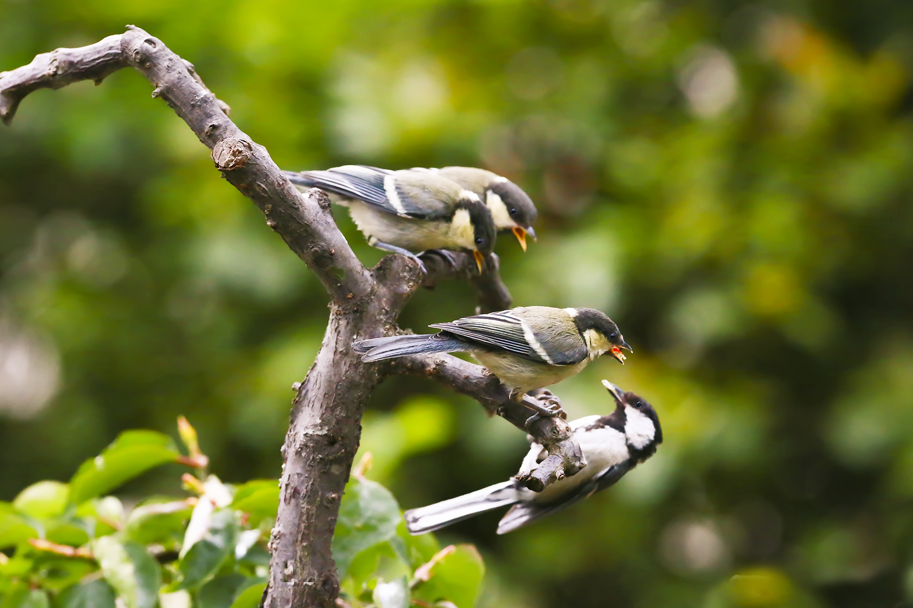 PHOTO BY WO2YA LAB | Canon EOS-1D X Mark II | 2024:05:24 16:46:25 | ISO-3200 | 1/8000 sec | f 7.1 | 260 mm | EV=0 | ● WIDTH:1800 pixels  HEIGHT:1200 pixels