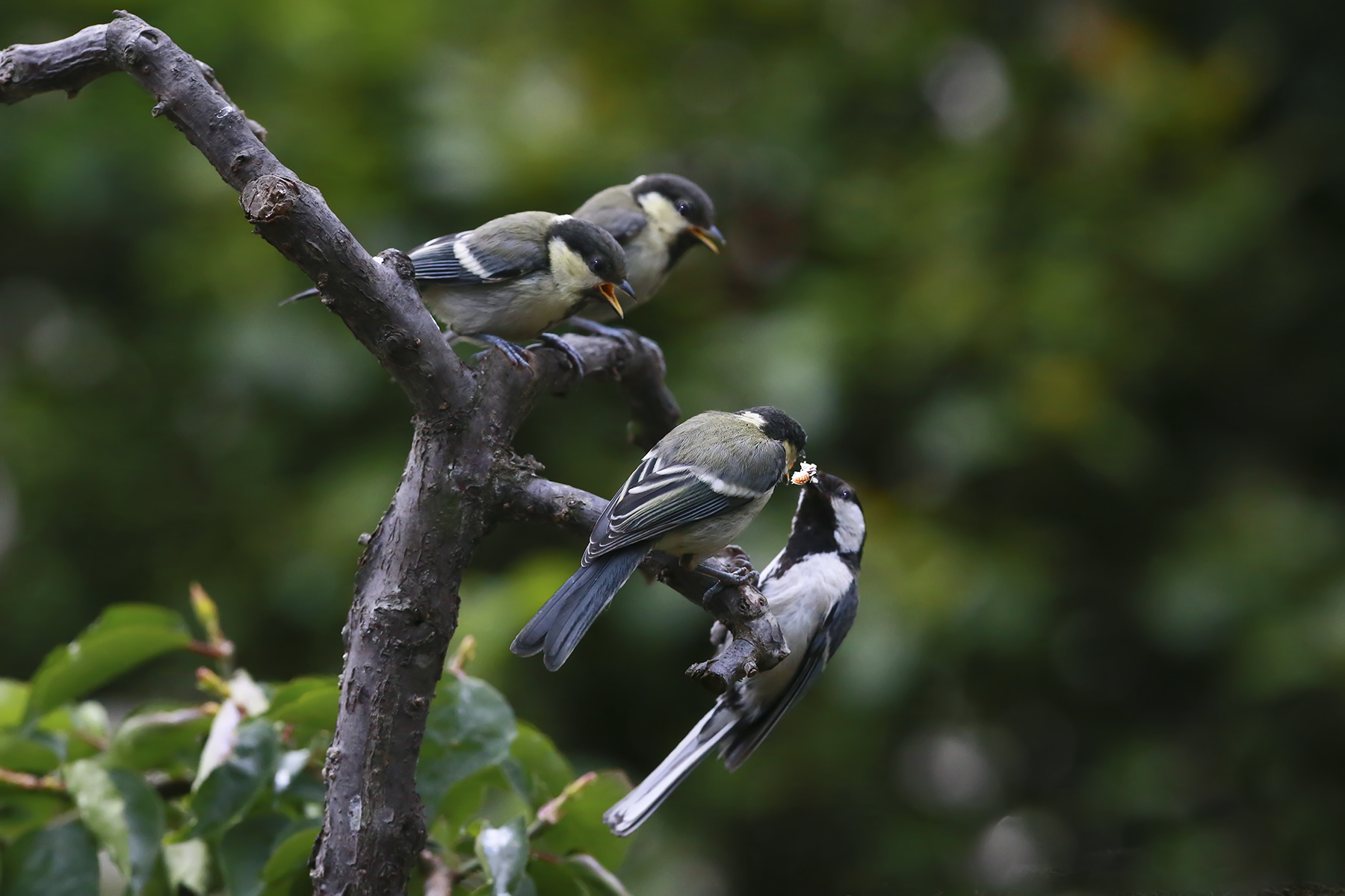 PHOTO BY WO2YA LAB | Canon EOS-1D X Mark II | 2024:05:24 16:46:25 | ISO-3200 | 1/8000 sec | f 7.1 | 260 mm | EV=0 | ● WIDTH:1800 pixels  HEIGHT:1200 pixels