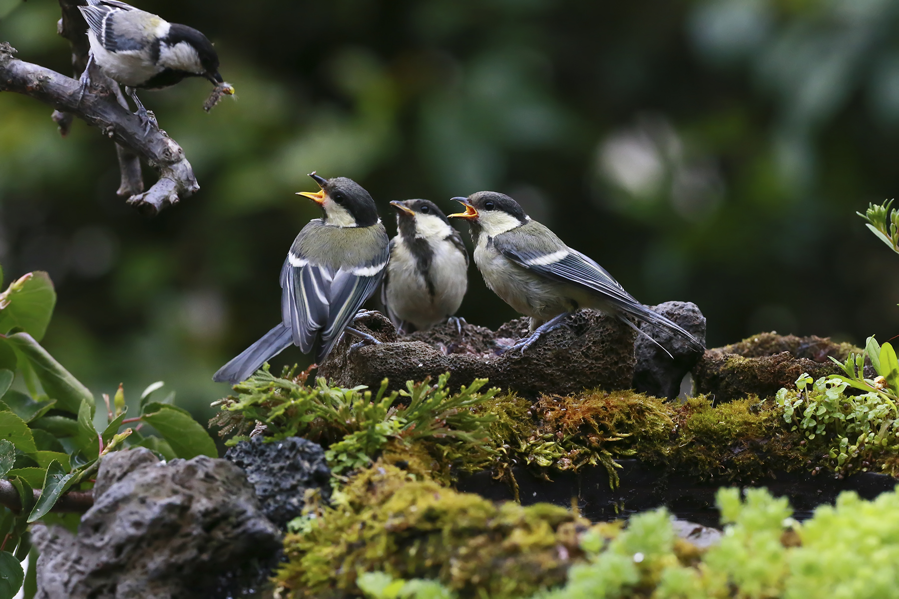 PHOTO BY WO2YA LAB | Canon EOS-1D X Mark II | 2024:05:24 16:46:26 | ISO-3200 | 1/8000 sec | f 7.1 | 260 mm | EV=0 | ● WIDTH:1800 pixels  HEIGHT:1200 pixels