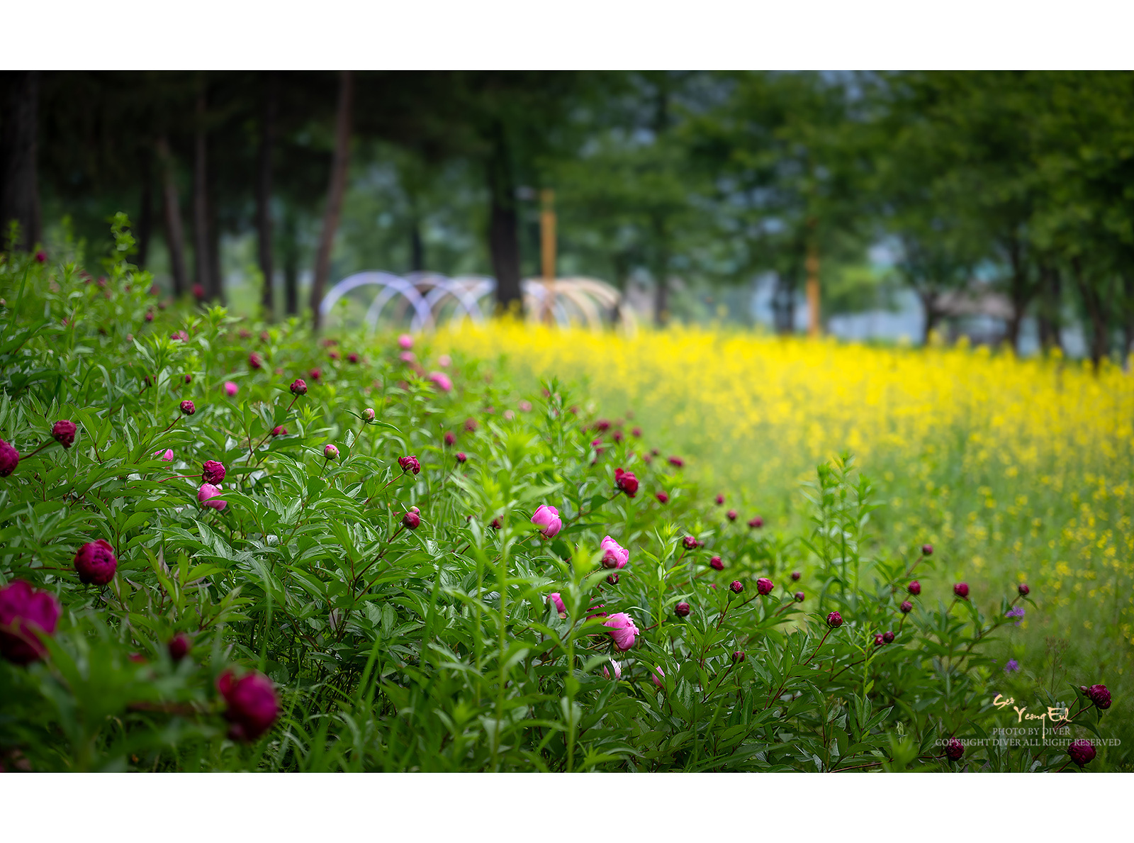 PHOTO BY  | NIKON Z f | 2024:05:20 09:06:11 | ISO-100 | 1/60 sec | f 4 | 115 mm | EV=0 | ● WIDTH:1600 pixels  HEIGHT:1189 pixels