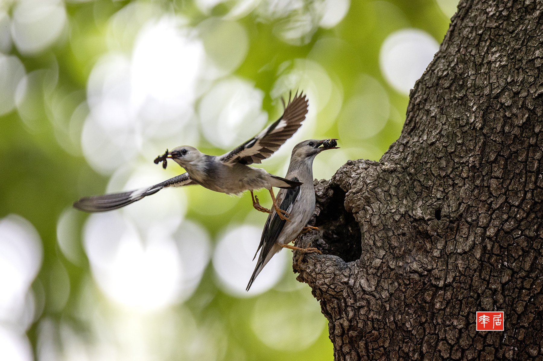 PHOTO BY changickheun | Canon EOS-1D X Mark III | 2024:05:27 13:11:02 | ISO-3200 | 1/2000 sec | f 4 | 600 mm | EV=0 | ● WIDTH:1800 pixels  HEIGHT:1196 pixels
