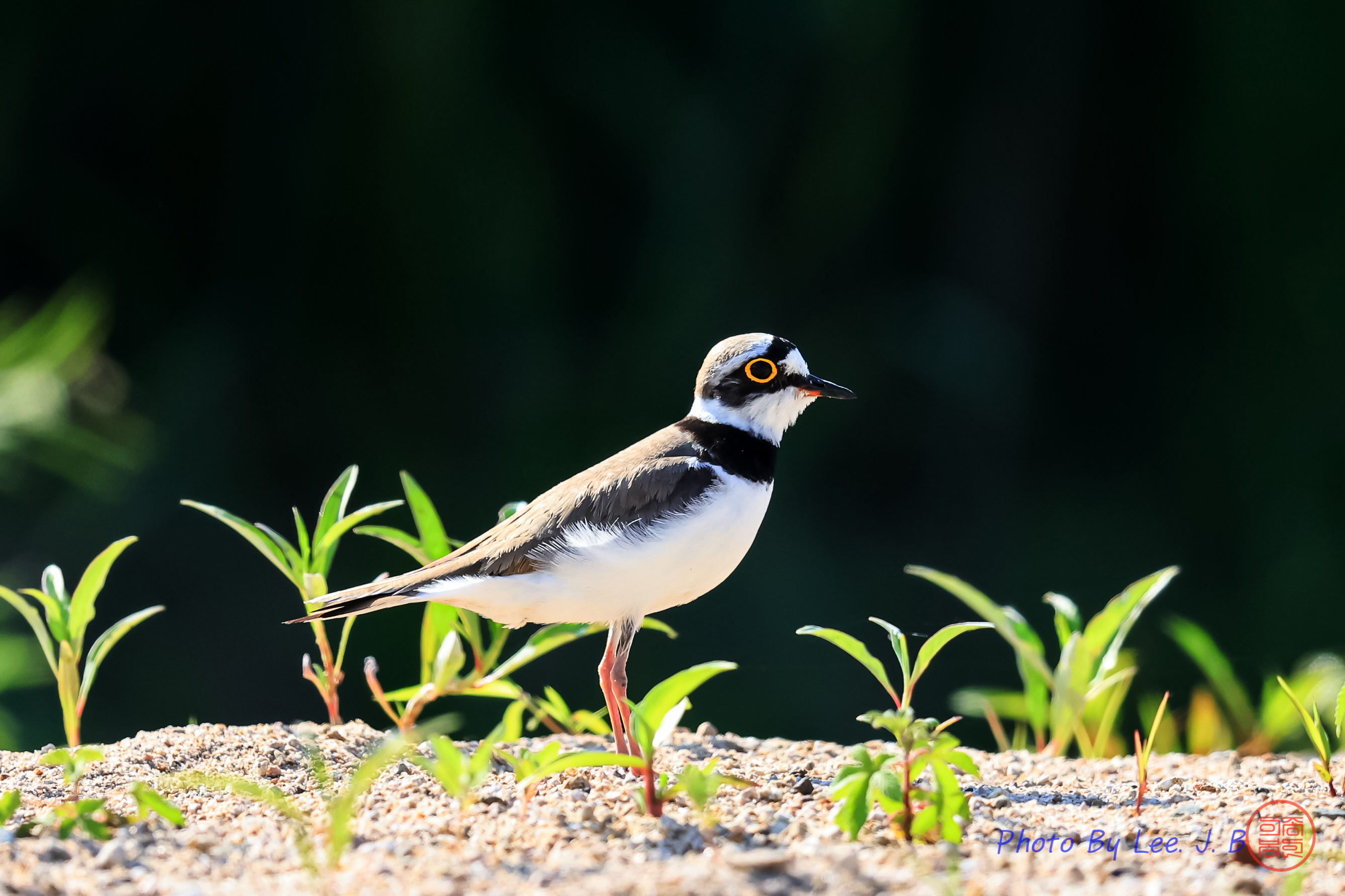 PHOTO BY  | Canon EOS R3 | 2024:05:15 08:13:24 | ISO-2000 | 1/4000 sec | f 5.6 | 840 mm | EV=0 | ● WIDTH:2676 pixels  HEIGHT:1783 pixels