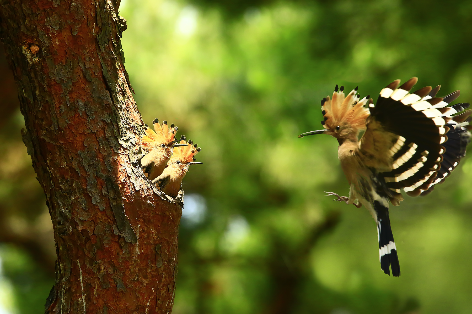 PHOTO BY WO2YA LAB | Canon EOS-1D X Mark II | 2024:05:24 16:46:26 | ISO-3200 | 1/8000 sec | f 7.1 | 260 mm | EV=0 | ● WIDTH:1800 pixels  HEIGHT:1200 pixels