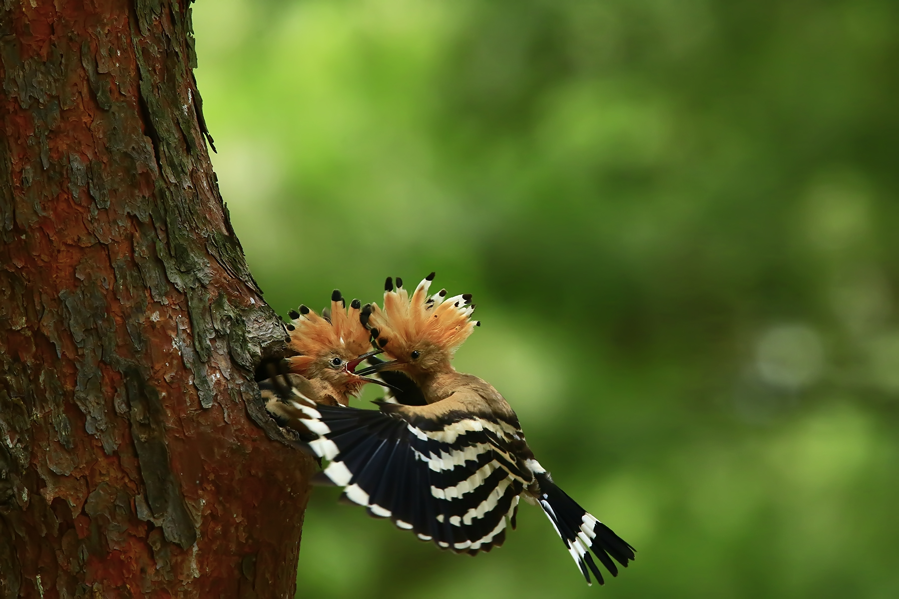 PHOTO BY WO2YA LAB | Canon EOS-1D X Mark II | 2024:05:24 16:46:29 | ISO-3200 | 1/8000 sec | f 7.1 | 260 mm | EV=0 | ● WIDTH:1800 pixels  HEIGHT:1200 pixels