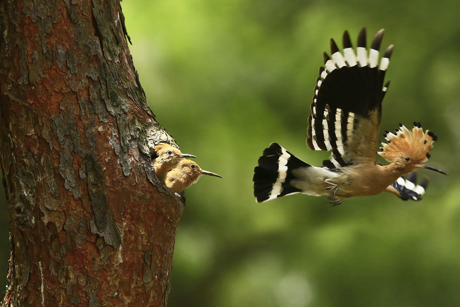 PHOTO BY WO2YA LAB | Canon EOS-1D X Mark II | 2024:05:24 16:46:29 | ISO-3200 | 1/8000 sec | f 7.1 | 260 mm | EV=0 | ● WIDTH:1800 pixels  HEIGHT:1200 pixels